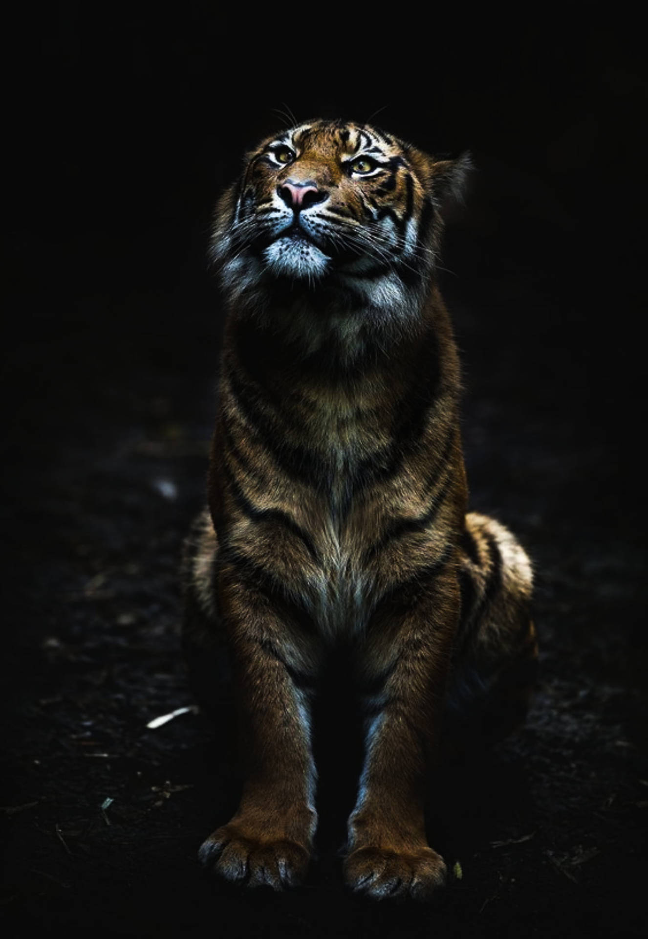 Black Tiger Sitting On Ground Background