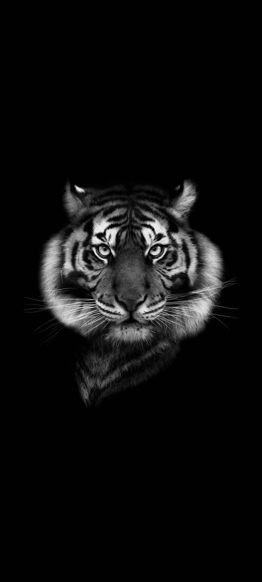 Black Tiger Stern Face Background