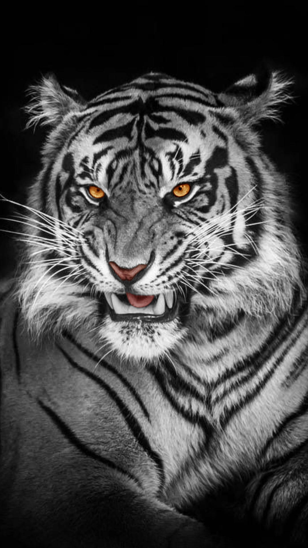 Black Tiger Stripes Of Albino Tiger Background