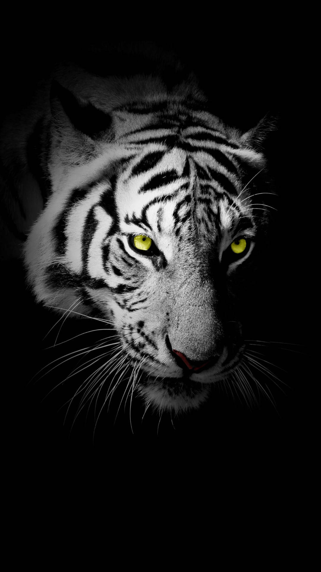 Black Tiger With Neon Yellow Eyes Background