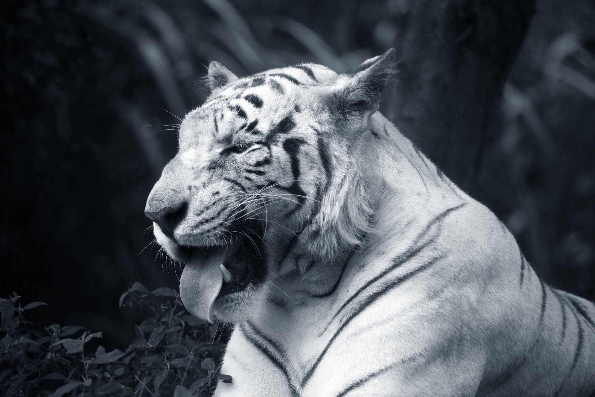 Black Tiger With Tongue Out Background