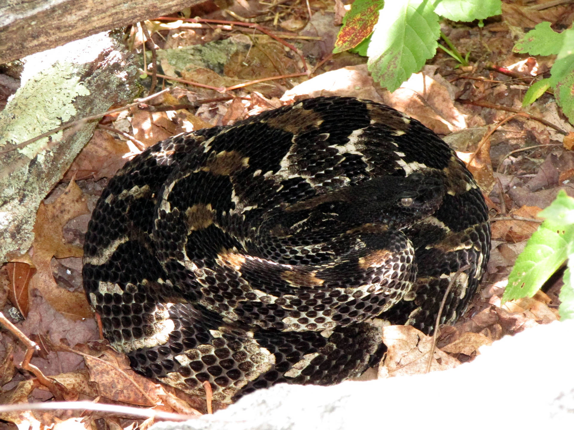 Black Timber Rattler Snake Dead Leaves Background