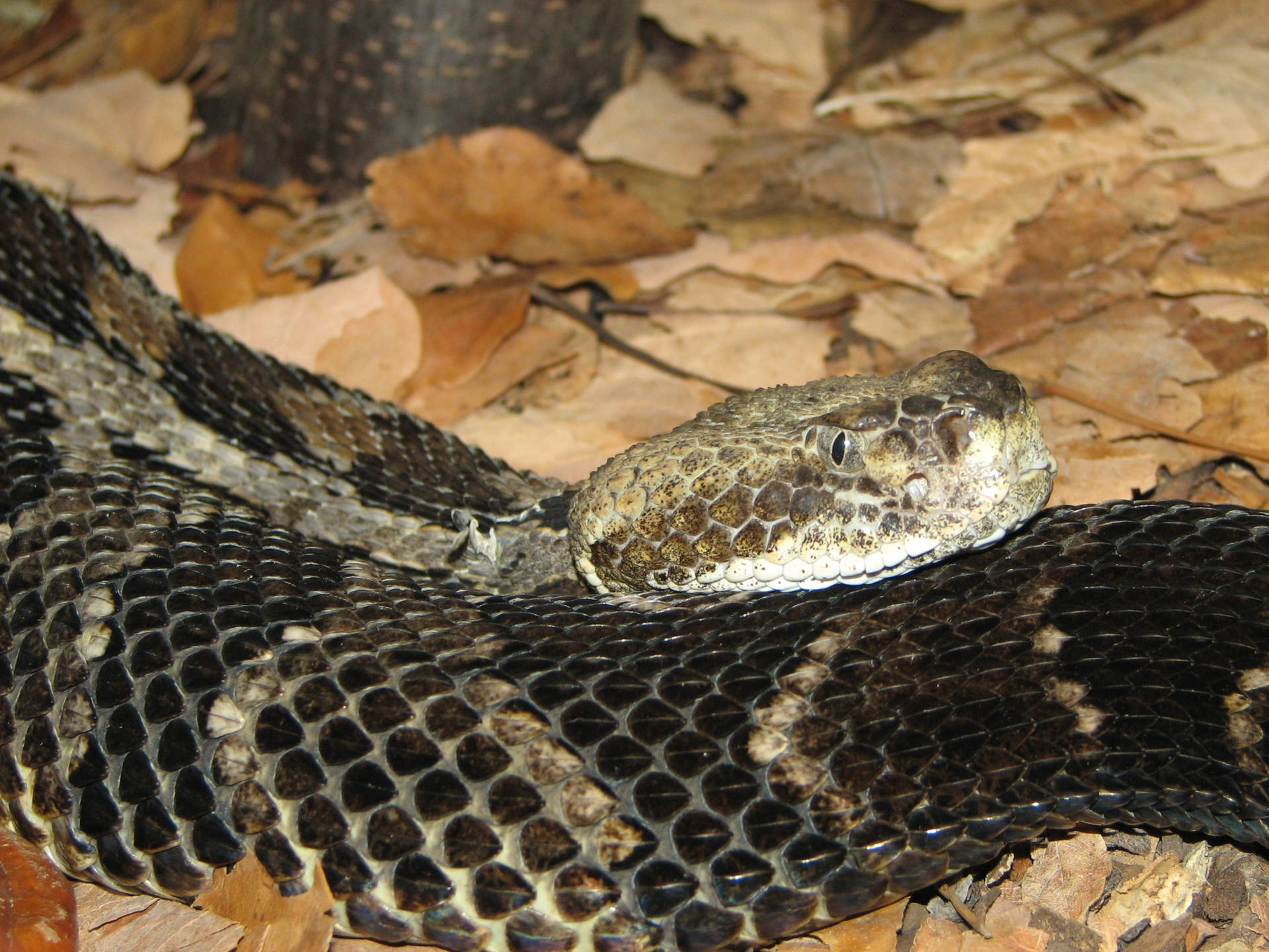 Black Timber Rattler Snake Background