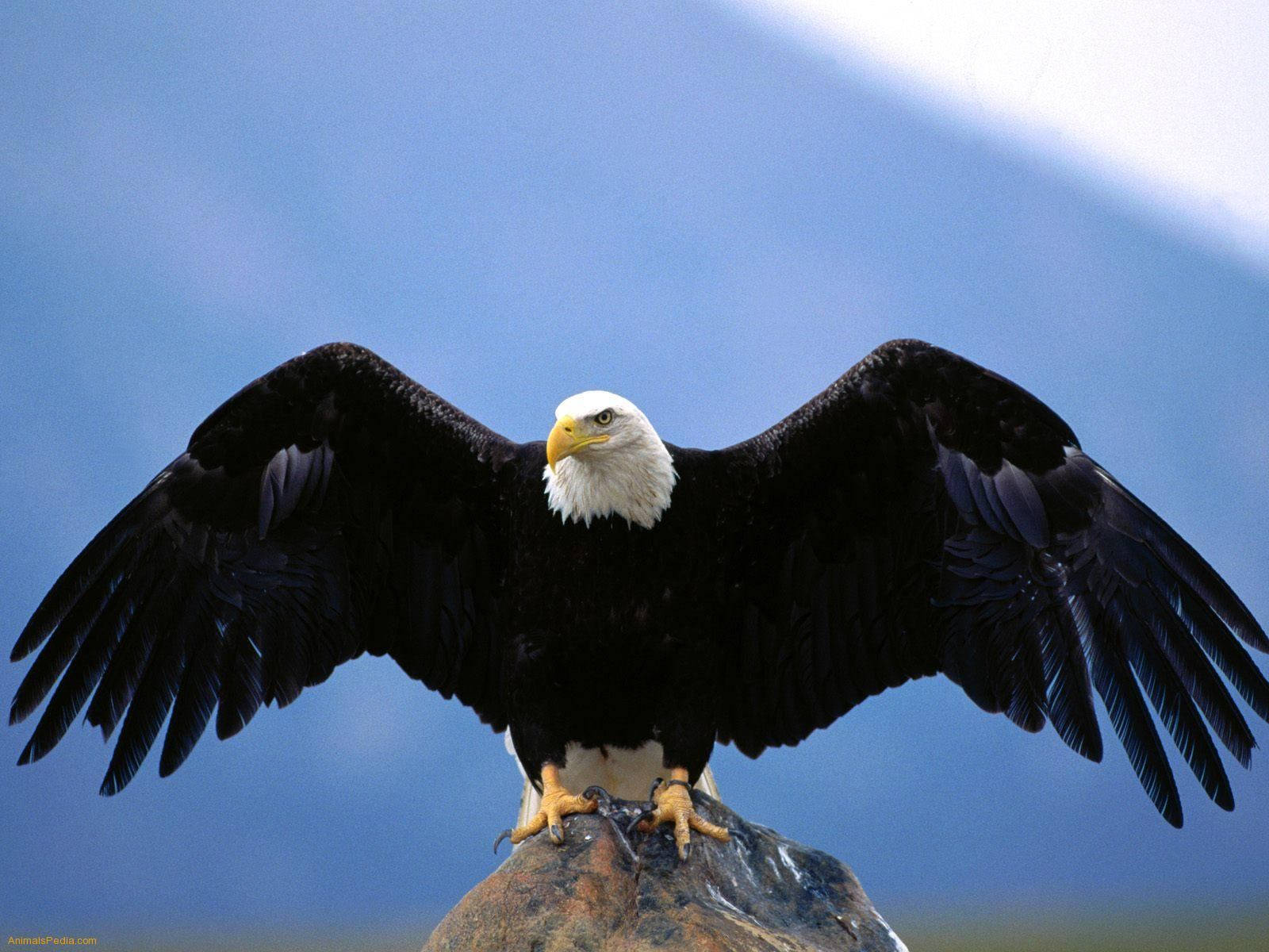 Black Us Eagle On A Rock Background