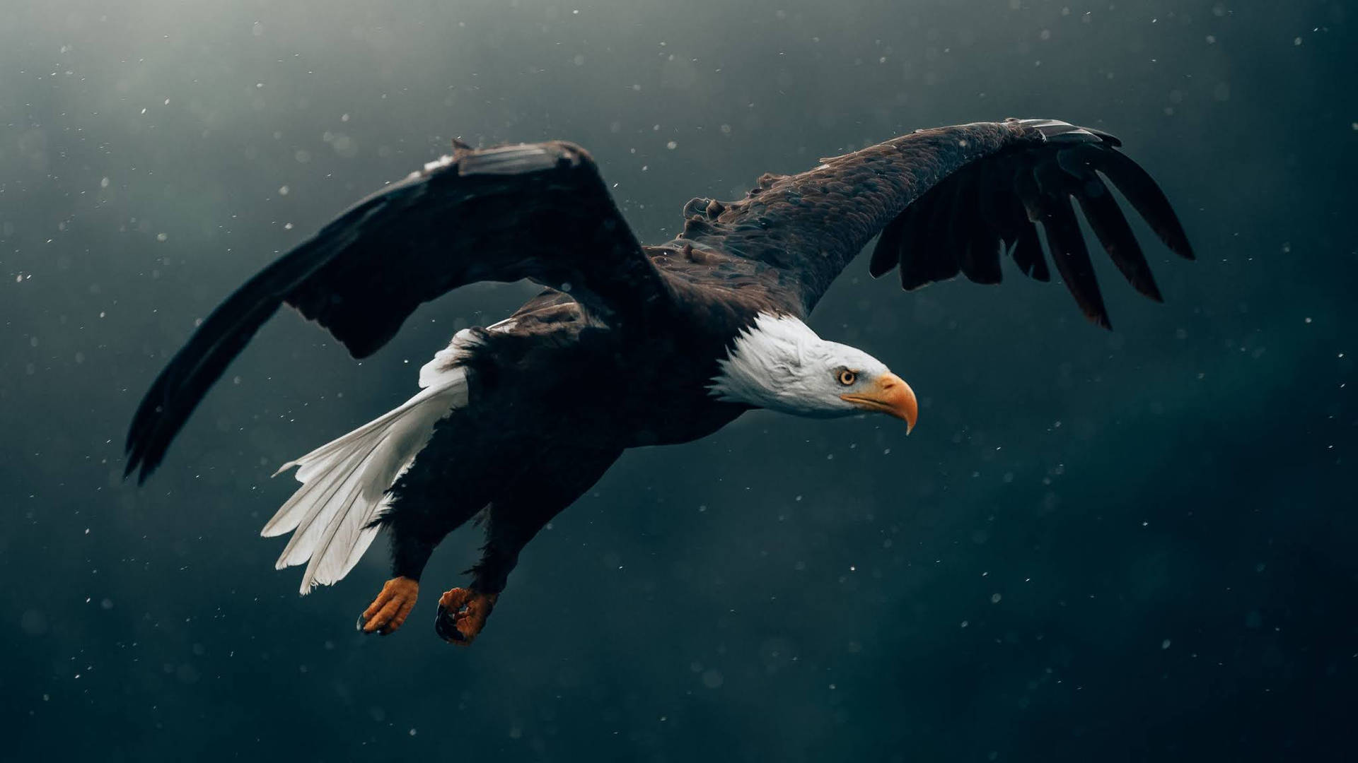 Black Us Eagle Background