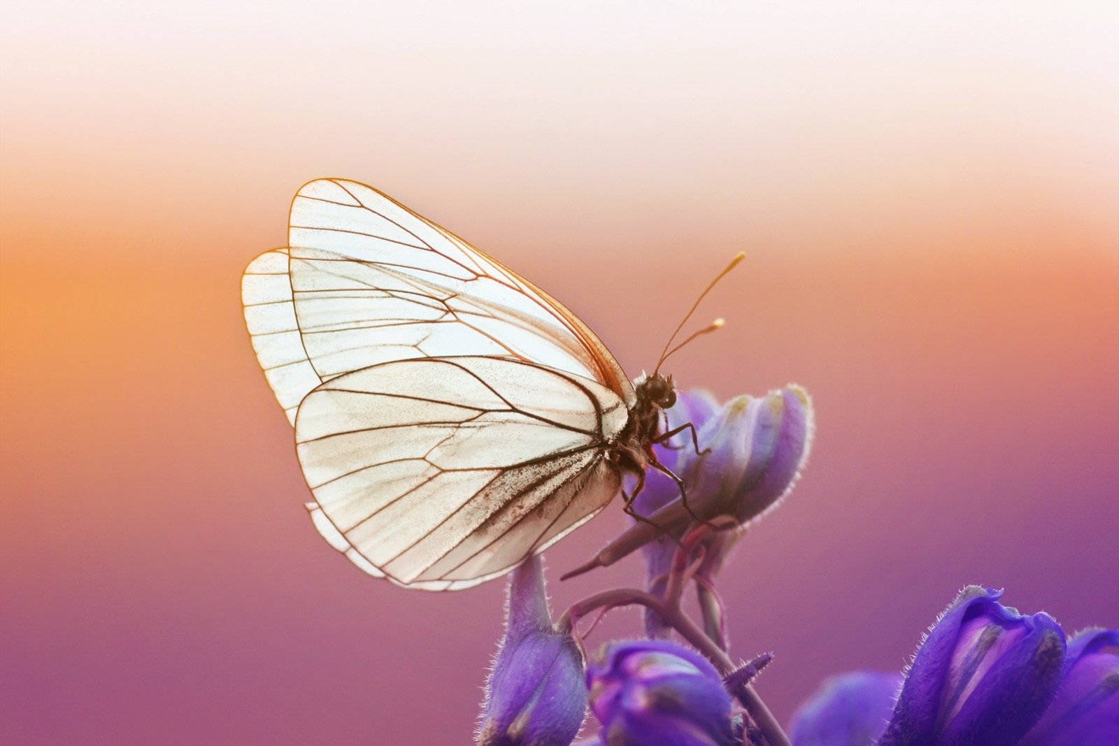 Black-veined Butterfly On Flower Background