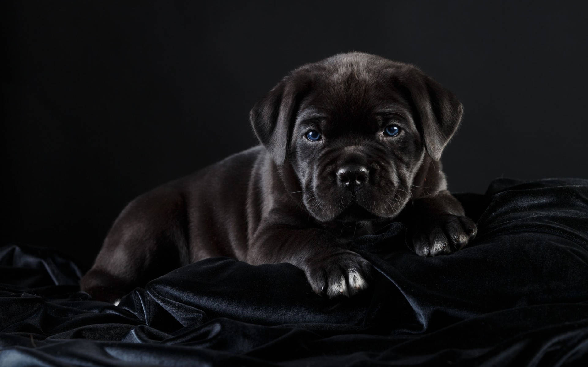 Black Velvet Cane Corso Puppy Background