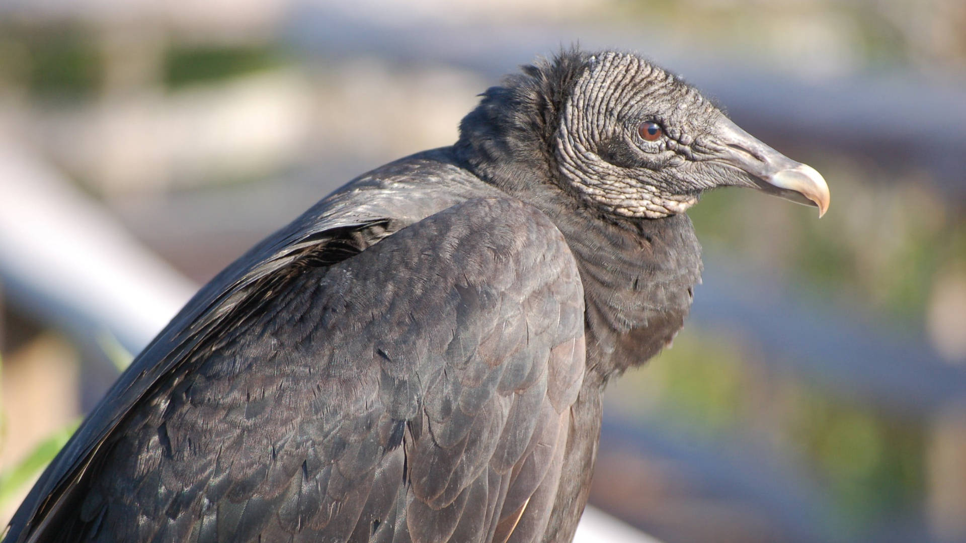 Black Vulture Everglades National Park Background