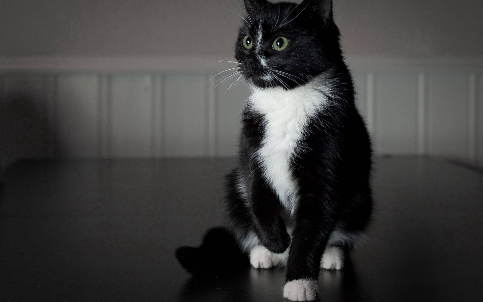 黑白动物小猫背景