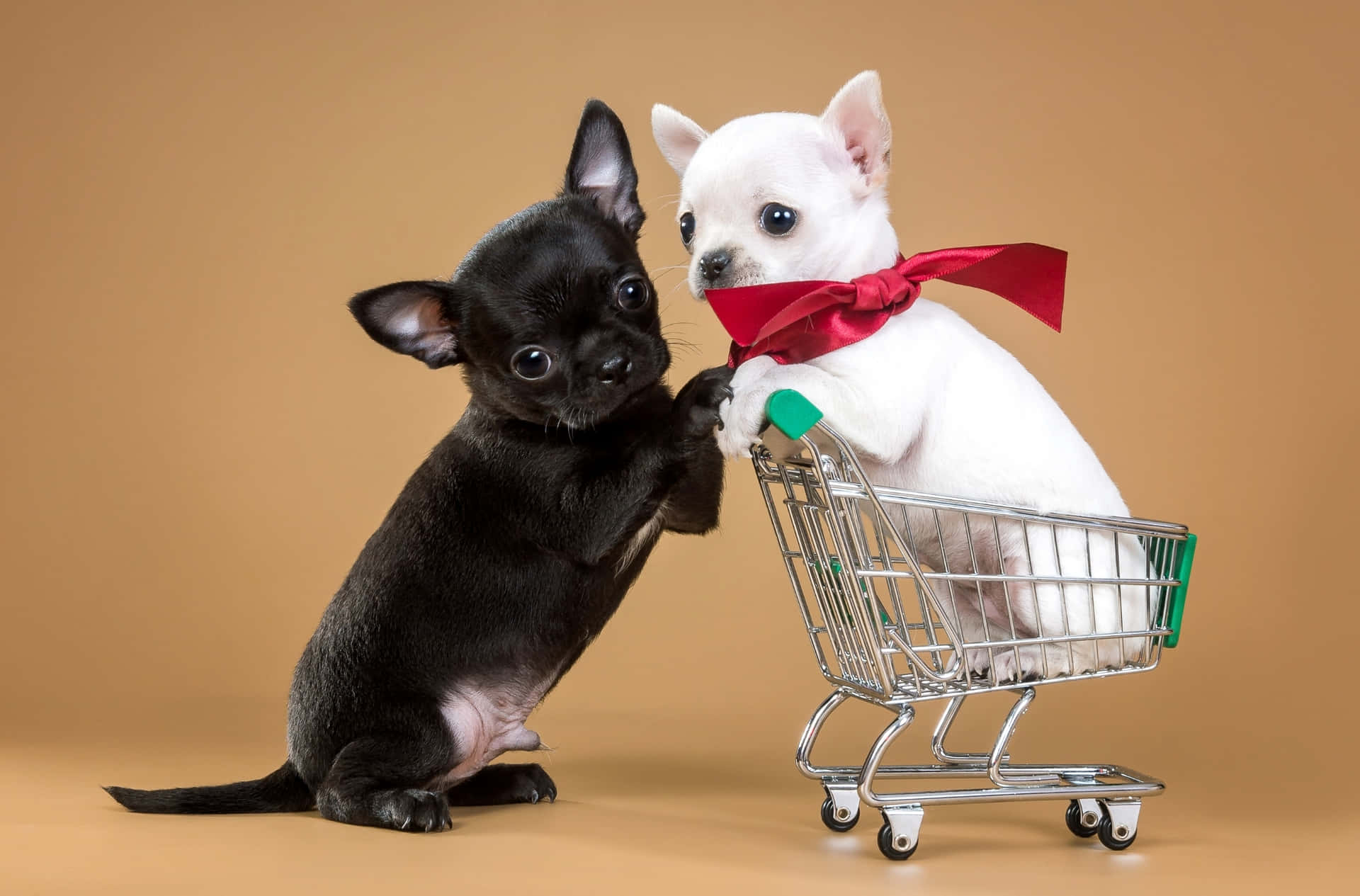 Black & White Baby Chihuahua Dog Couple Background