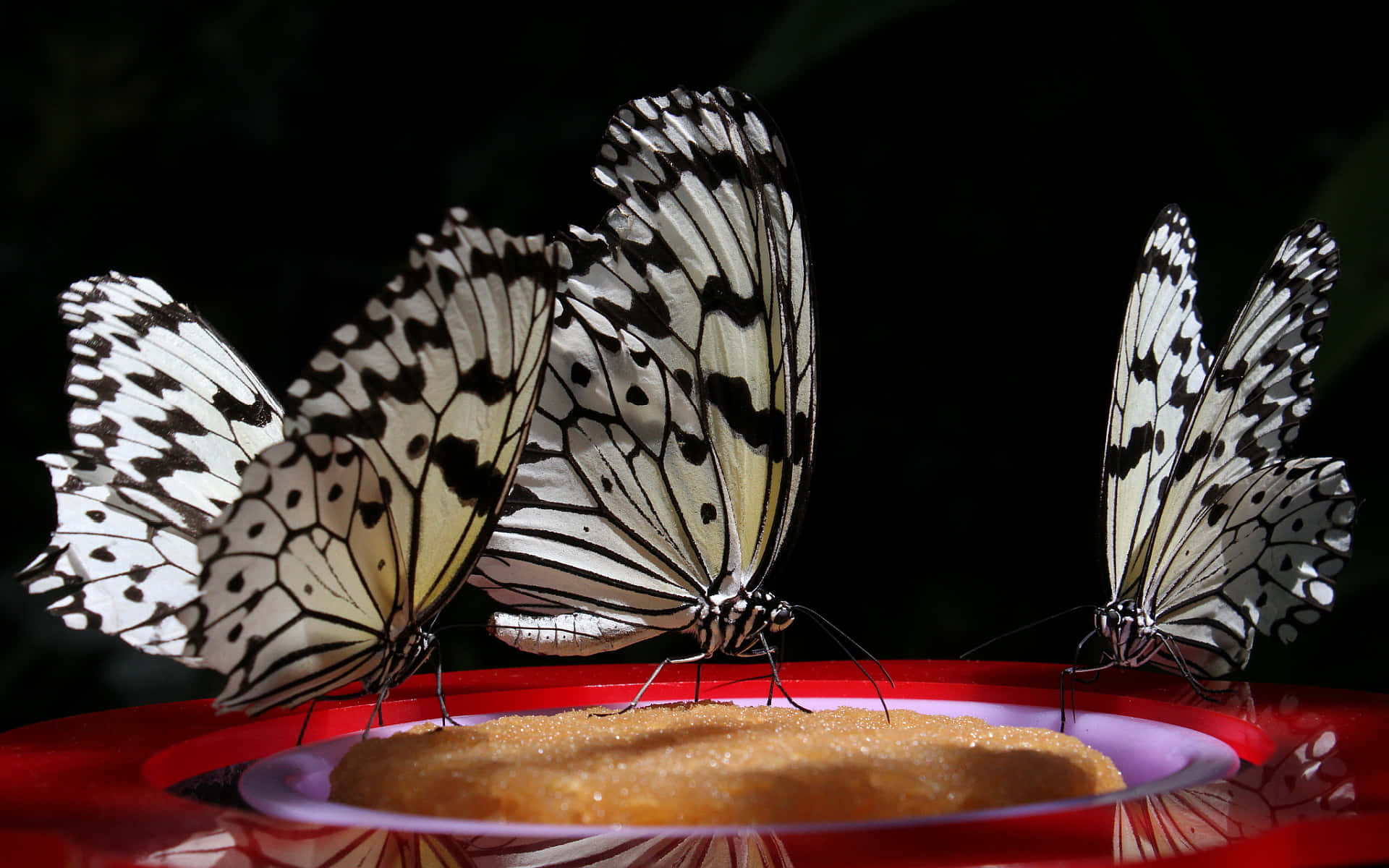 Black White Butterflies Feeding Background