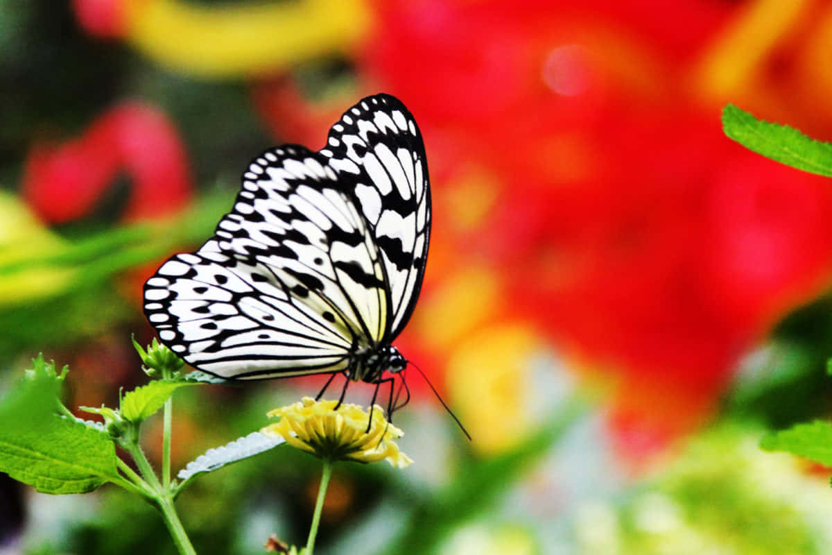 Black White Butterfly Floral Backdrop.jpg Background