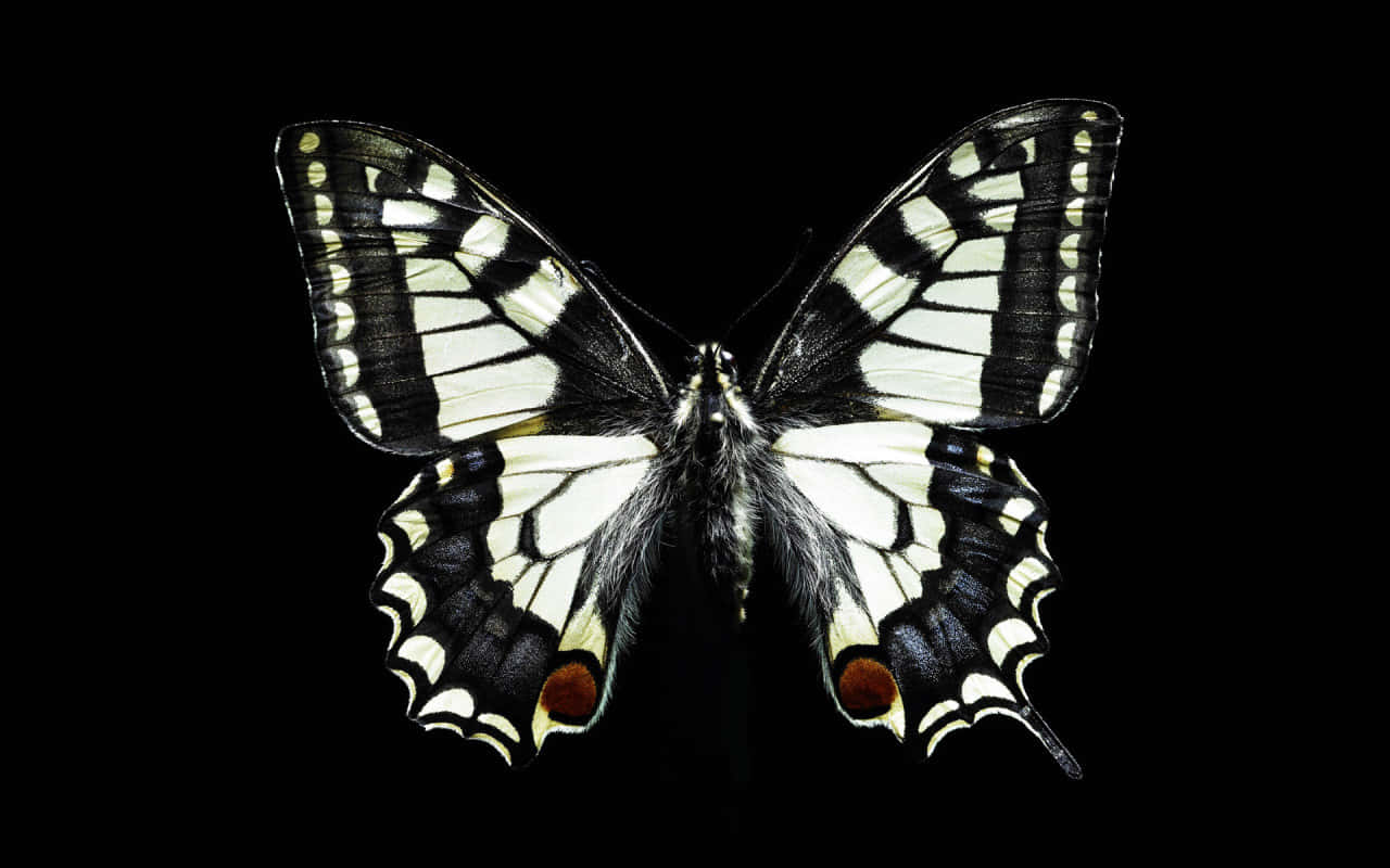 Black White Butterflyon Dark Background.jpg Background