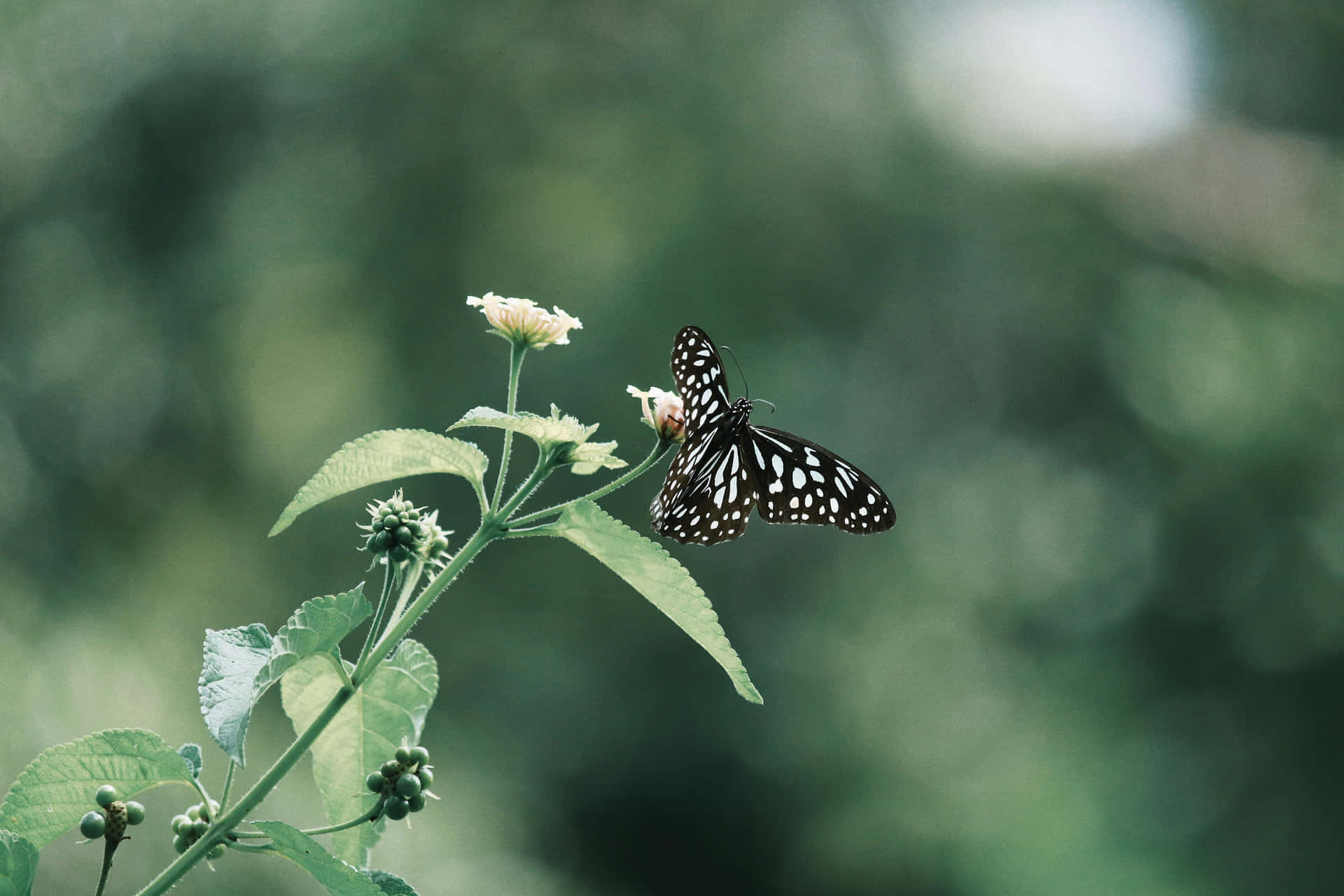 Black White Butterflyon Flower.jpg Background