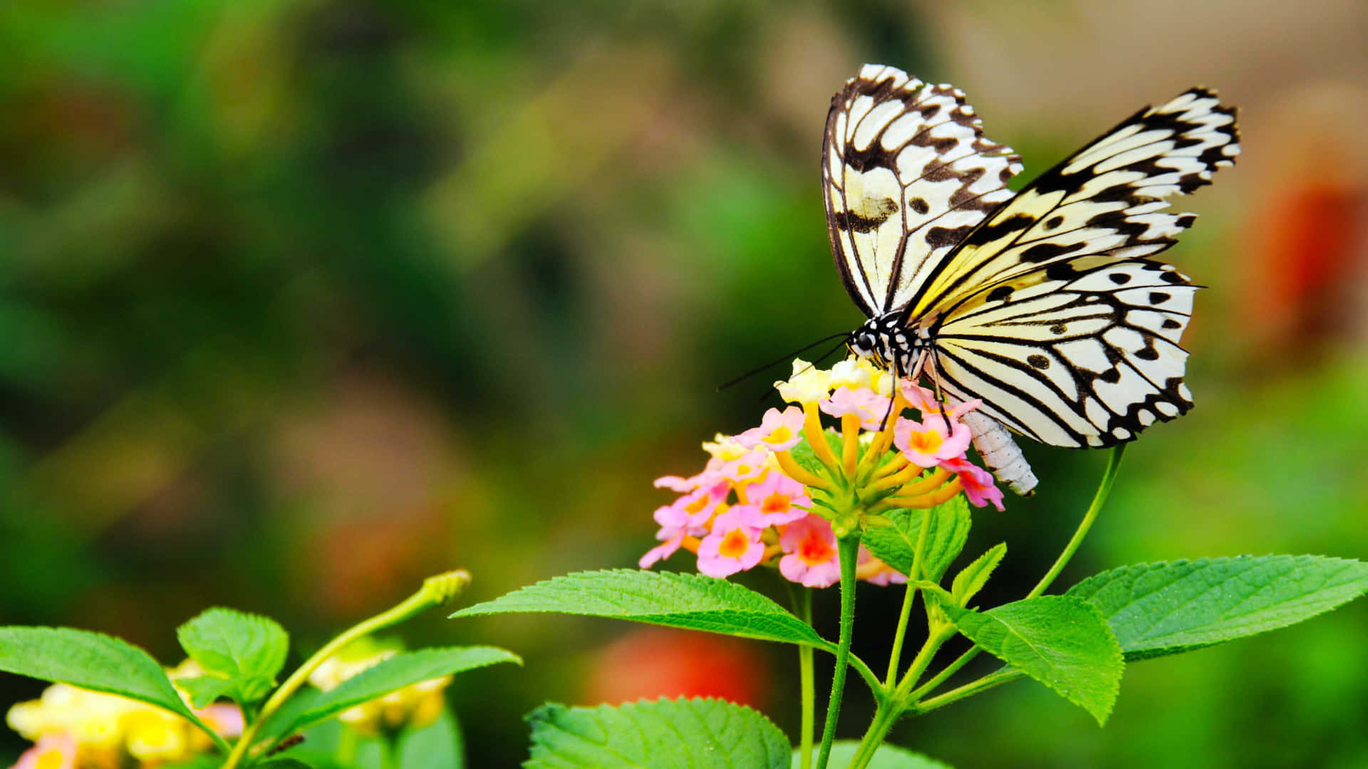 Black White Butterflyon Flower.jpg Background