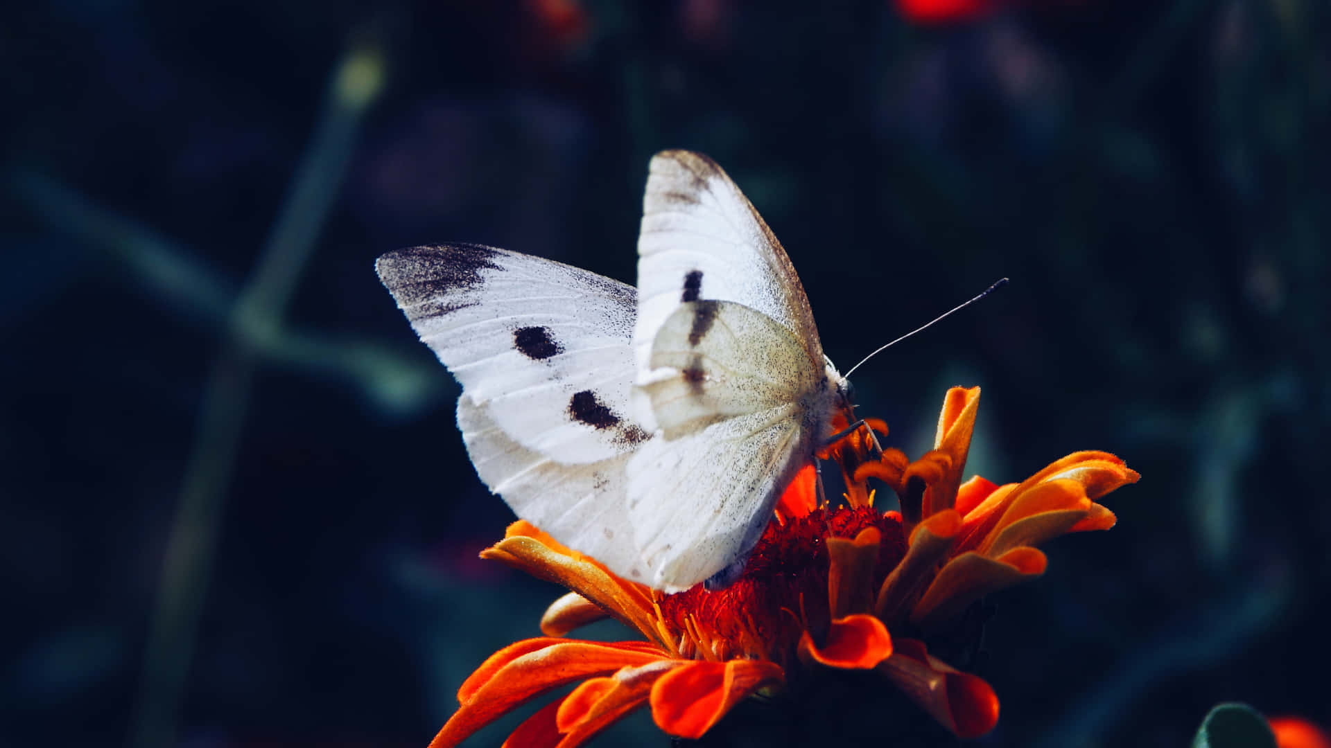 Black White Butterflyon Orange Flower.jpg Background