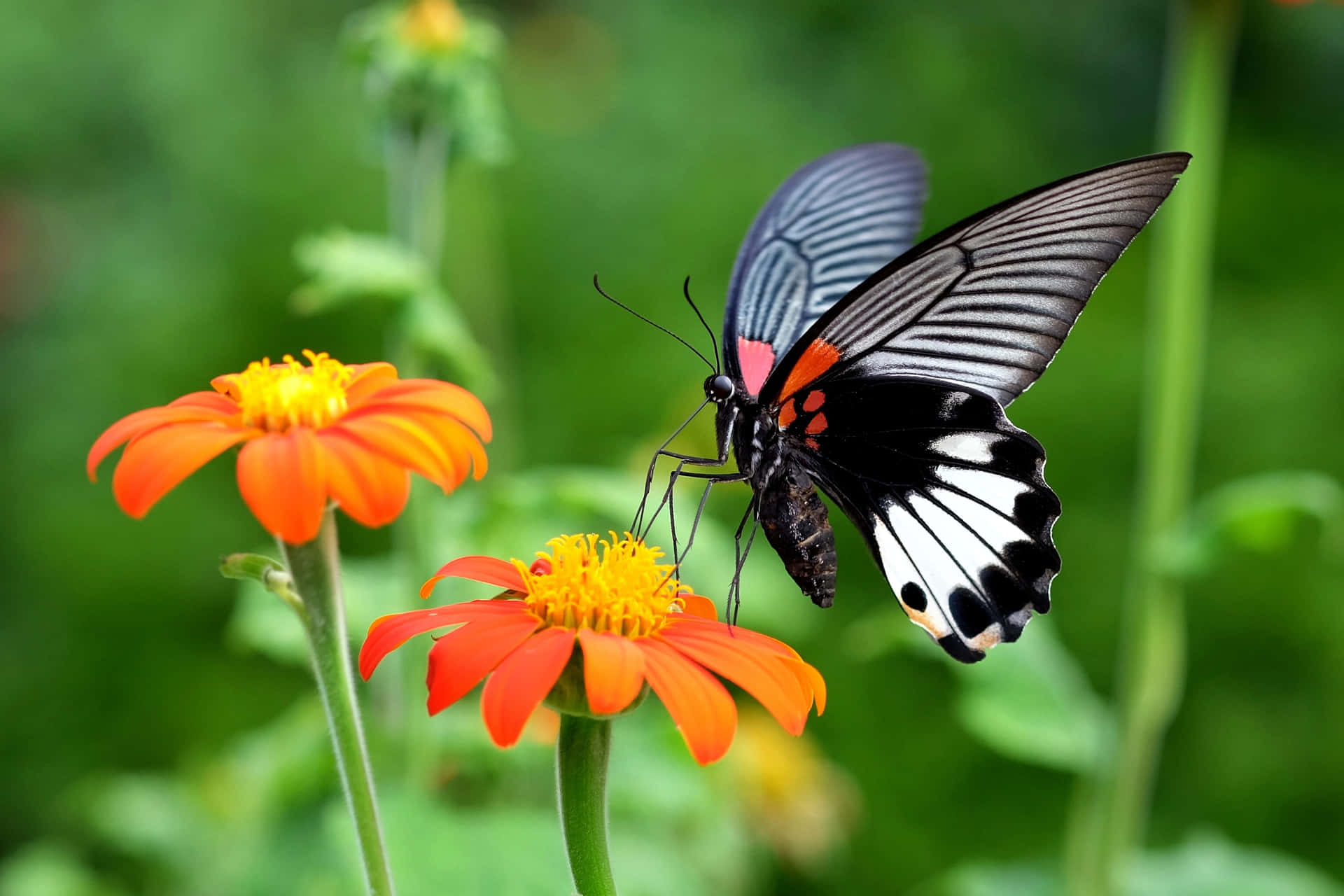Black White Butterflyon Orange Flowers.jpg Background