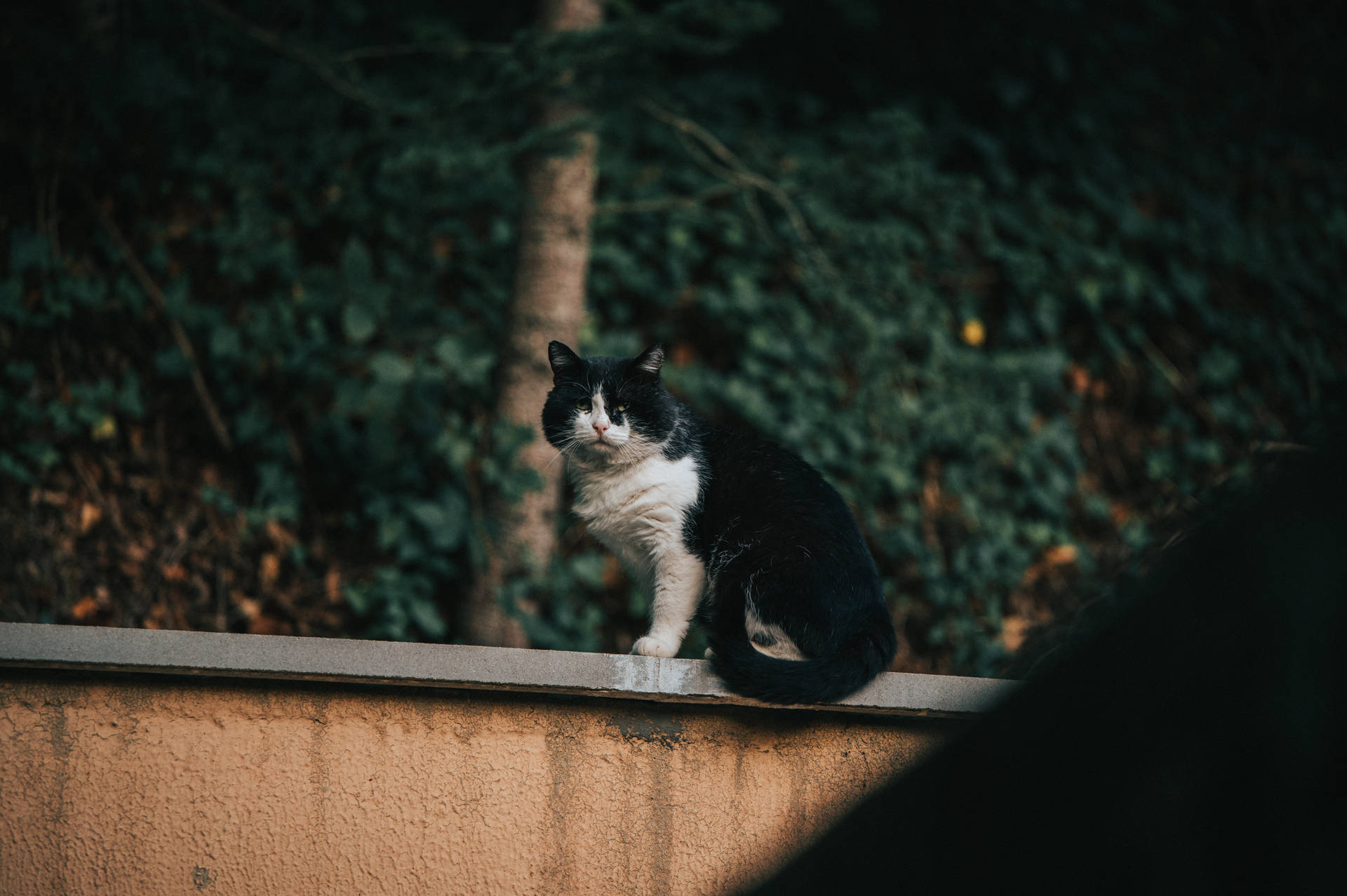 Black White Cat On Fence Background