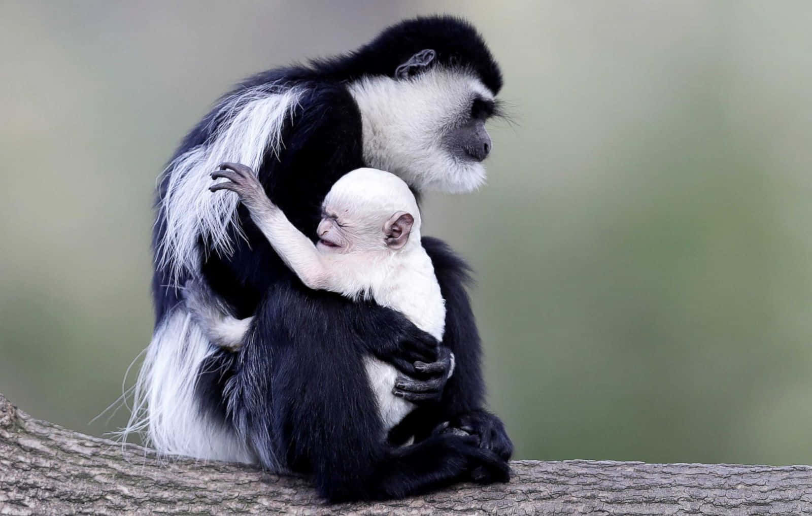 Black & White Cute Monkey Photo Background