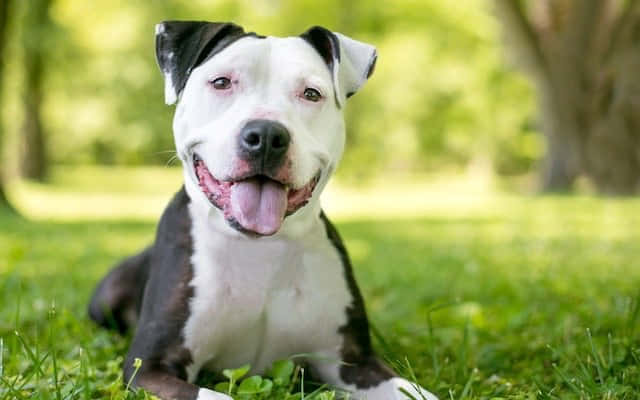 Black White Dog Pitbull On The Ground Background