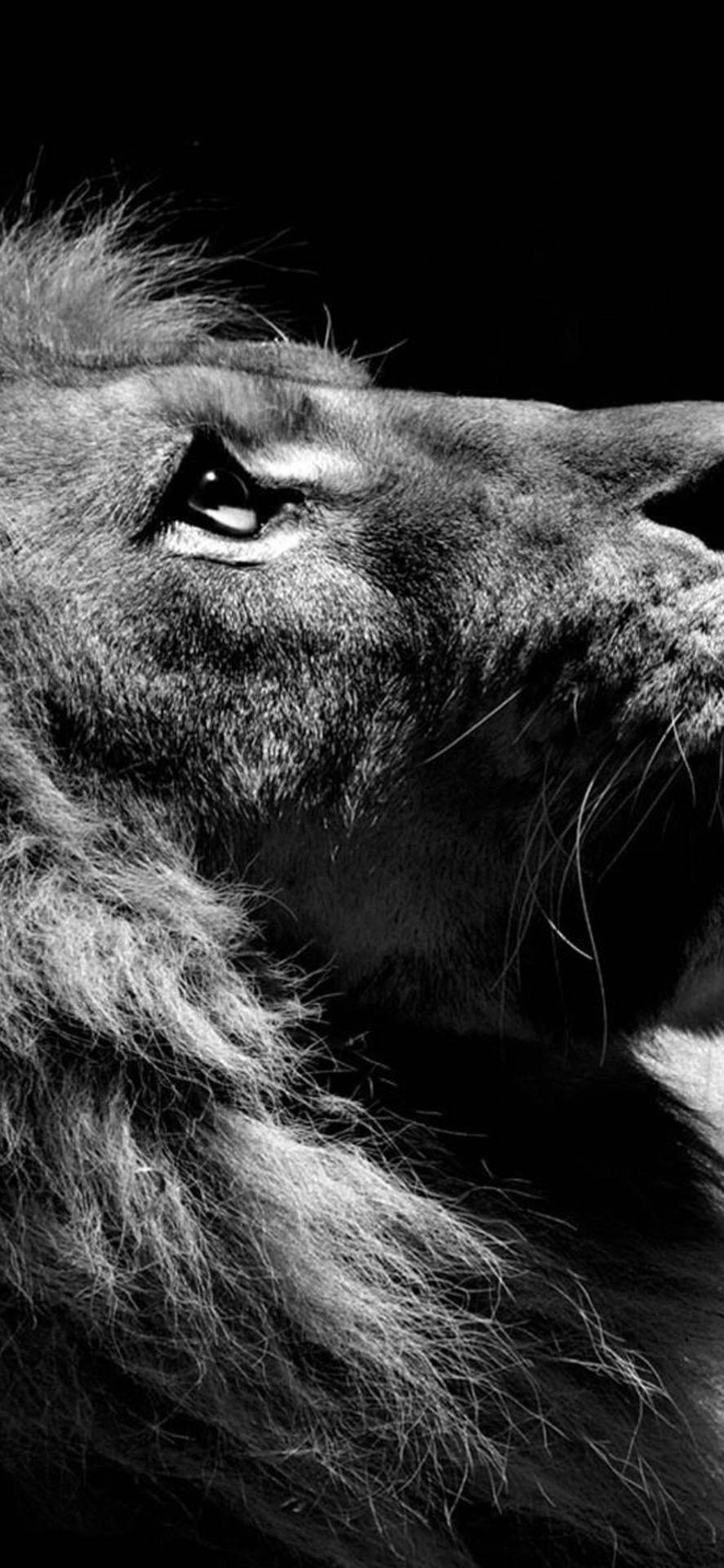 Black White Iphone Lion Background