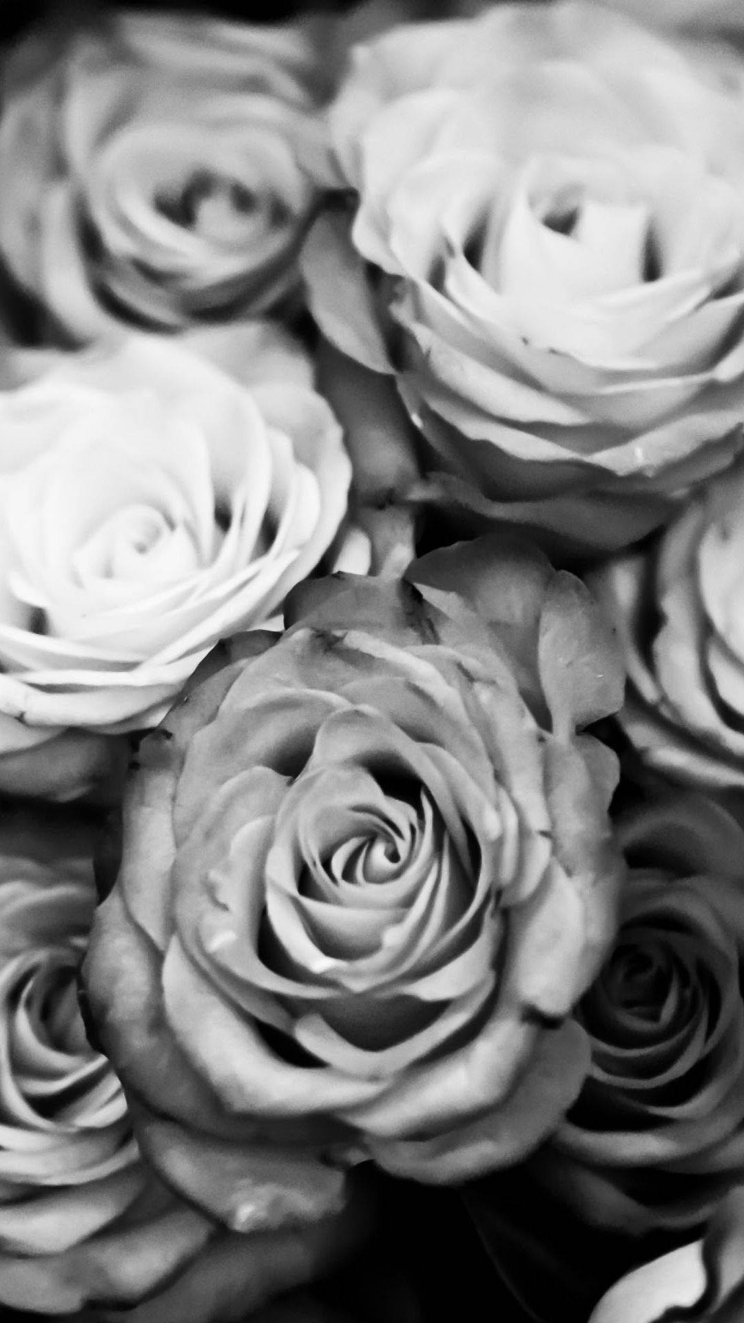 Black White Iphone Roses Background