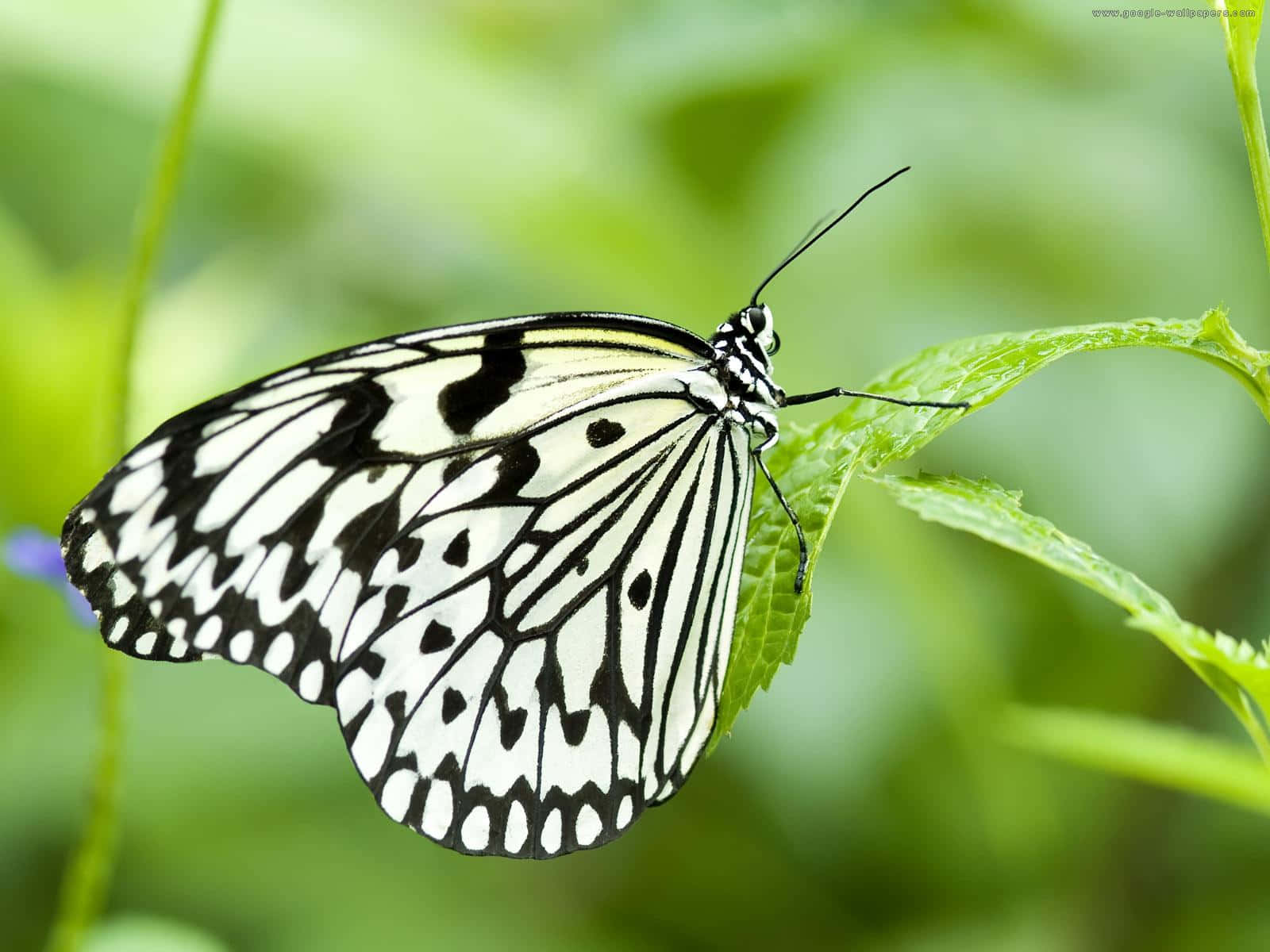 Black White Patterned Butterflyon Leaf.jpg Background