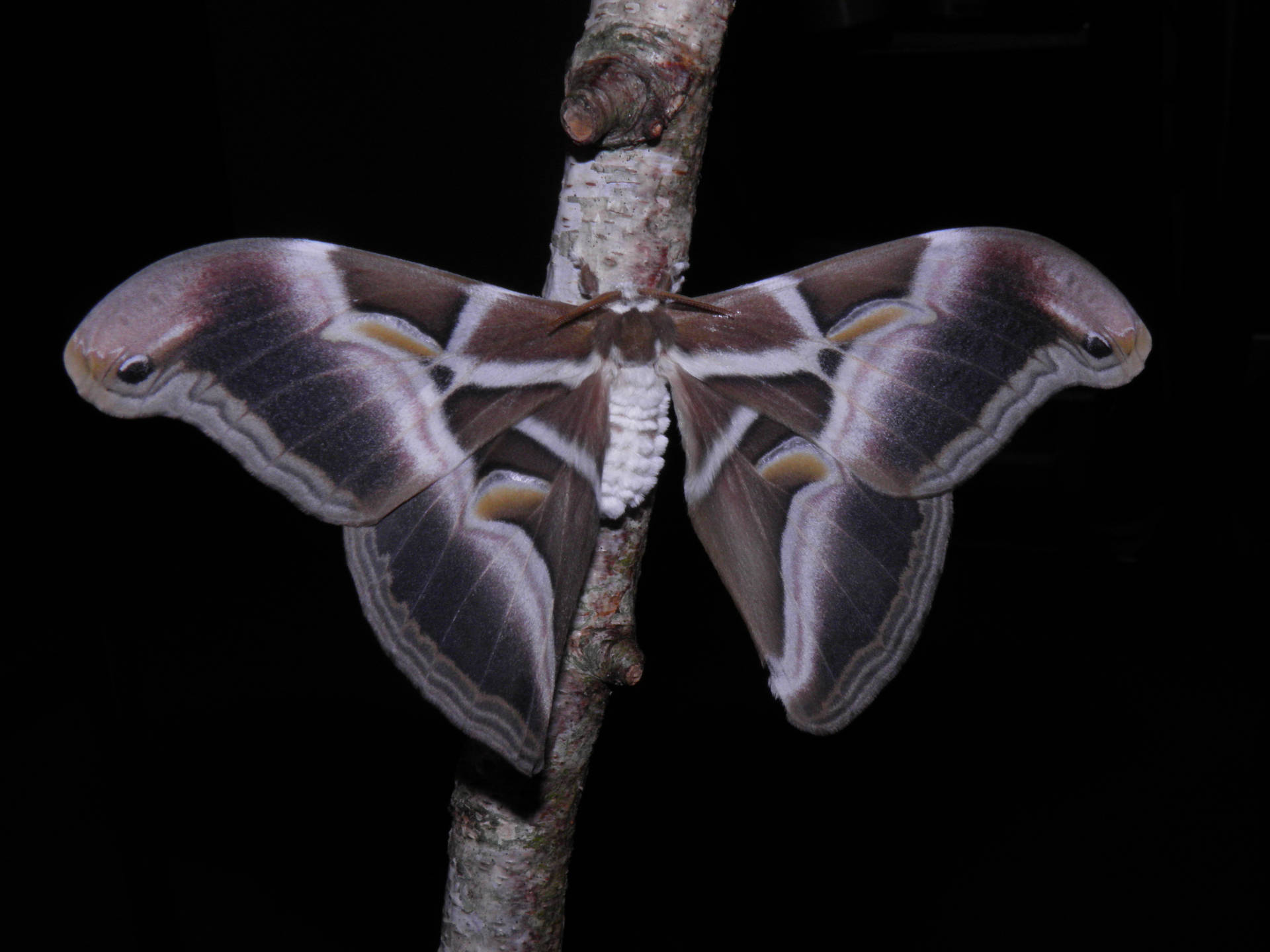 Black White Wing Ailanthus Silkmoth Background