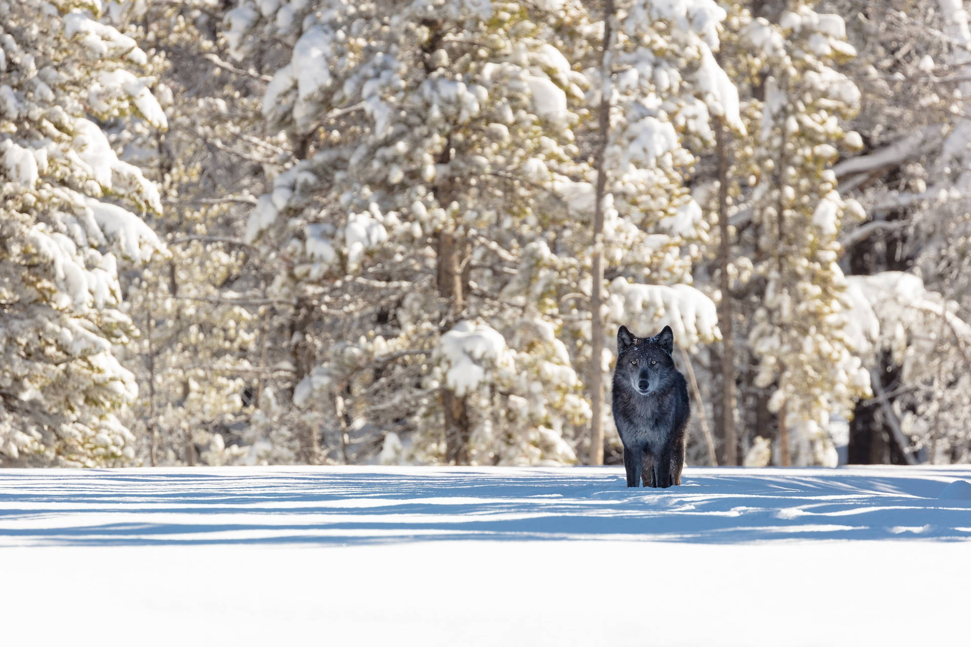 Black Wolf In Snow Background