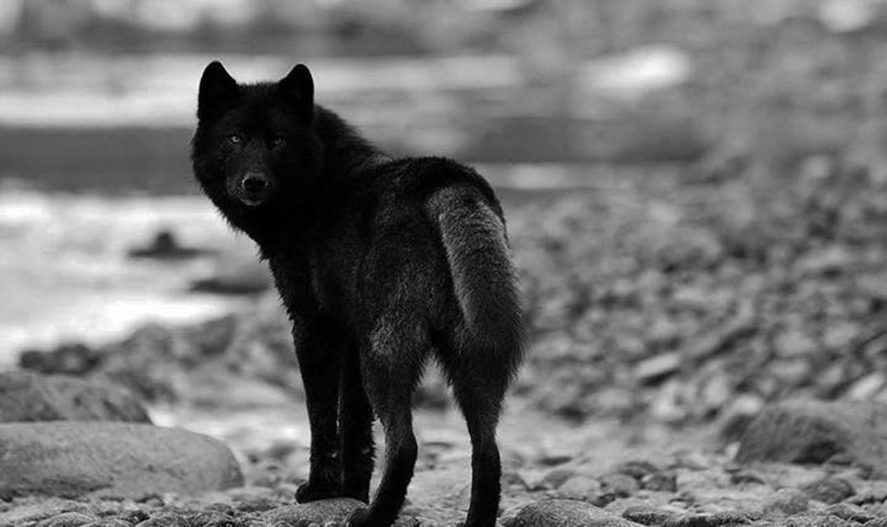 Black Wolf In The River Background