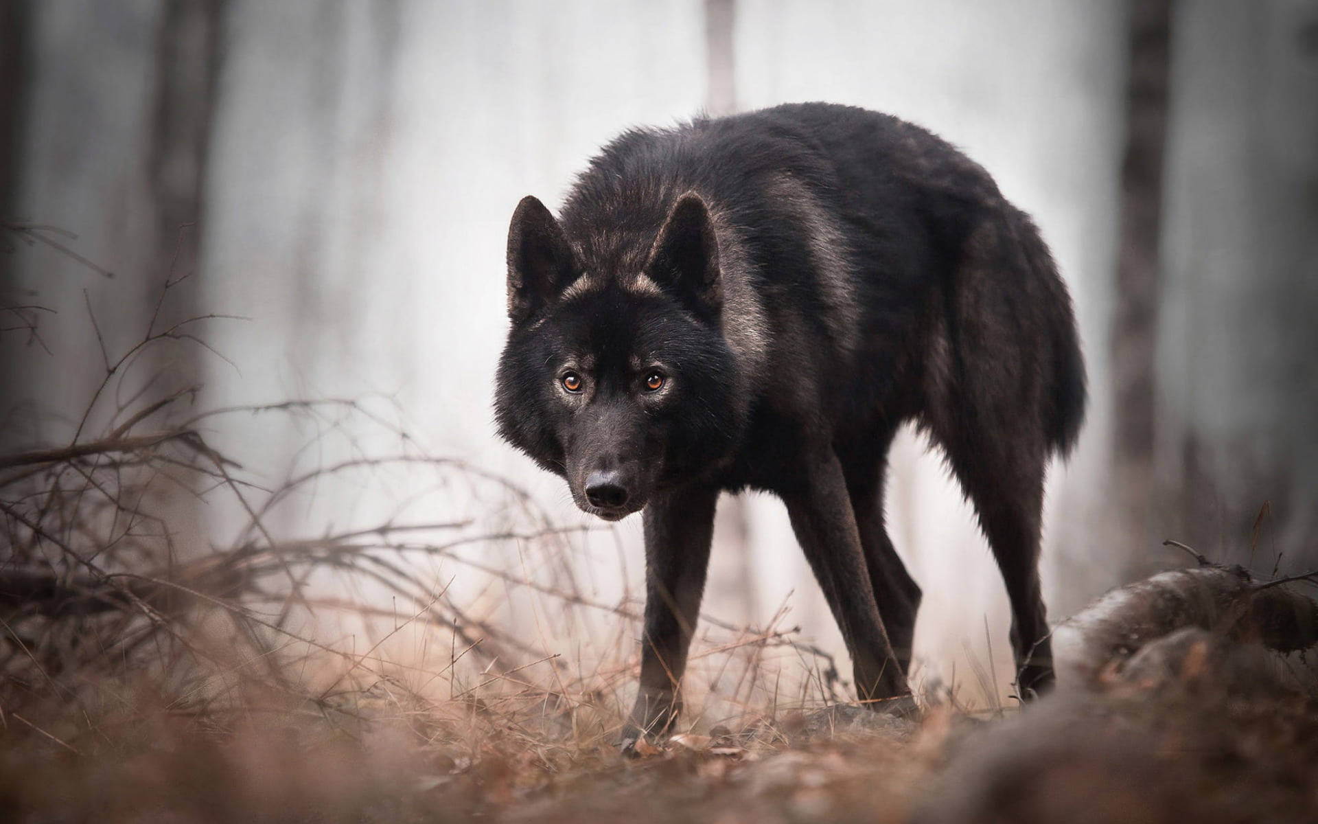 Black Wolf In The Wild Background