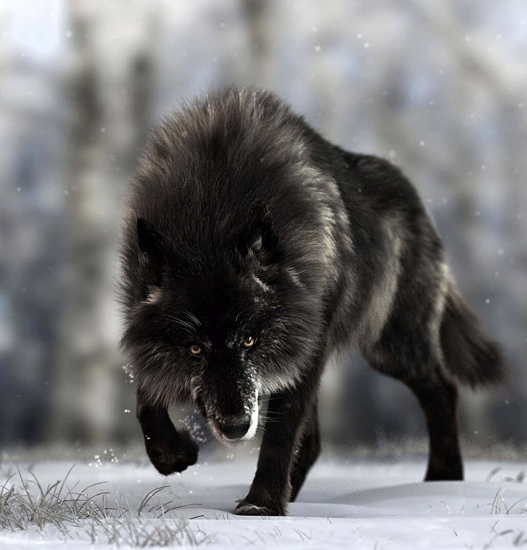 Black Wolf Of Forest