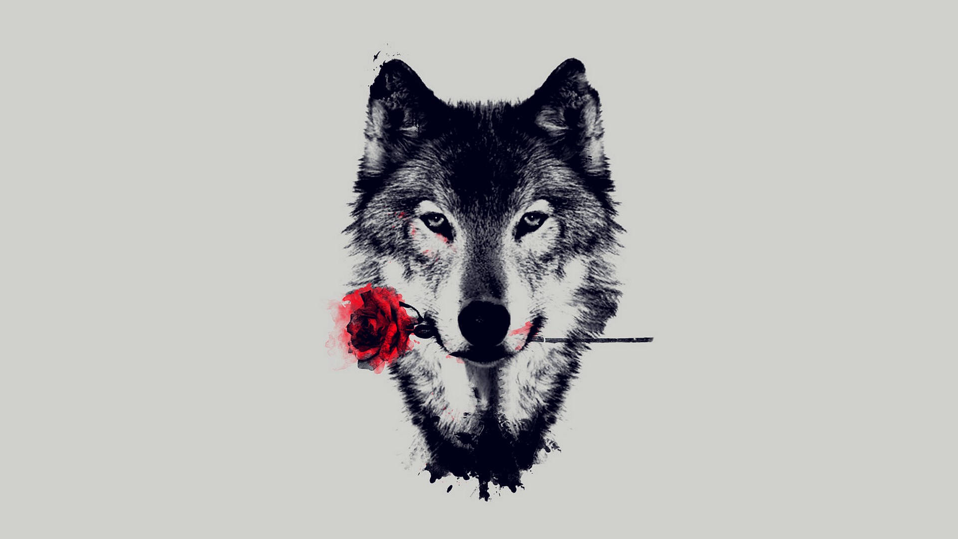 Black Wolf With Rose Background