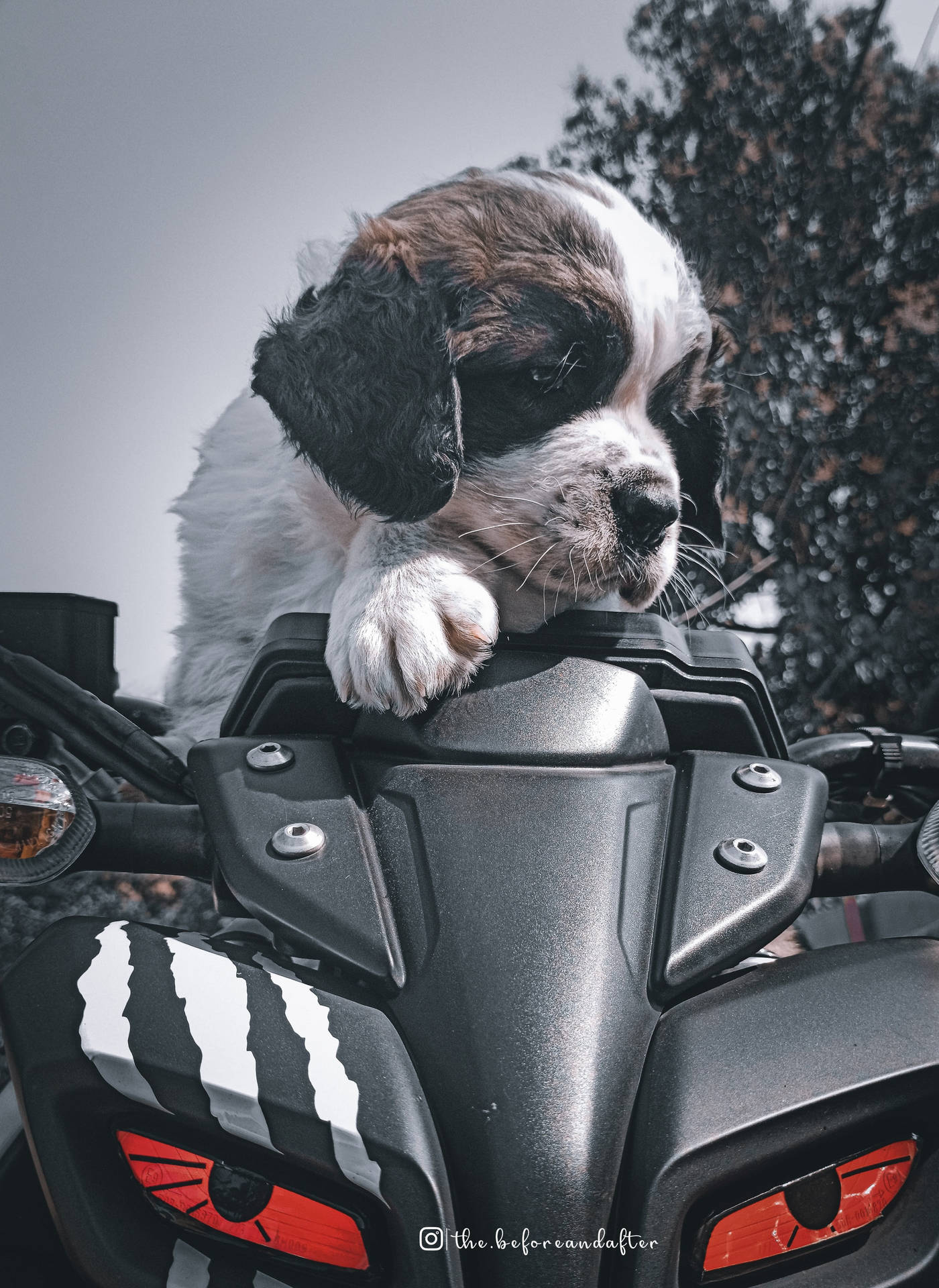 Black Yamaha Mt 15 With A Dog Background