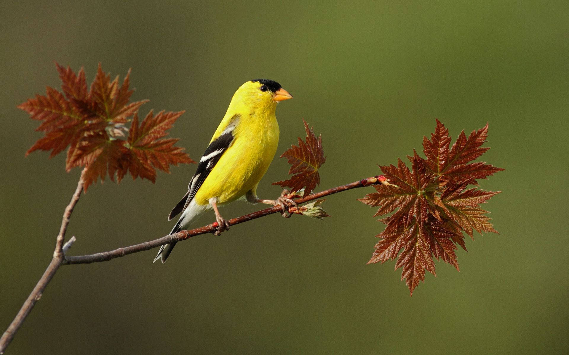 Black Yellow Bird
