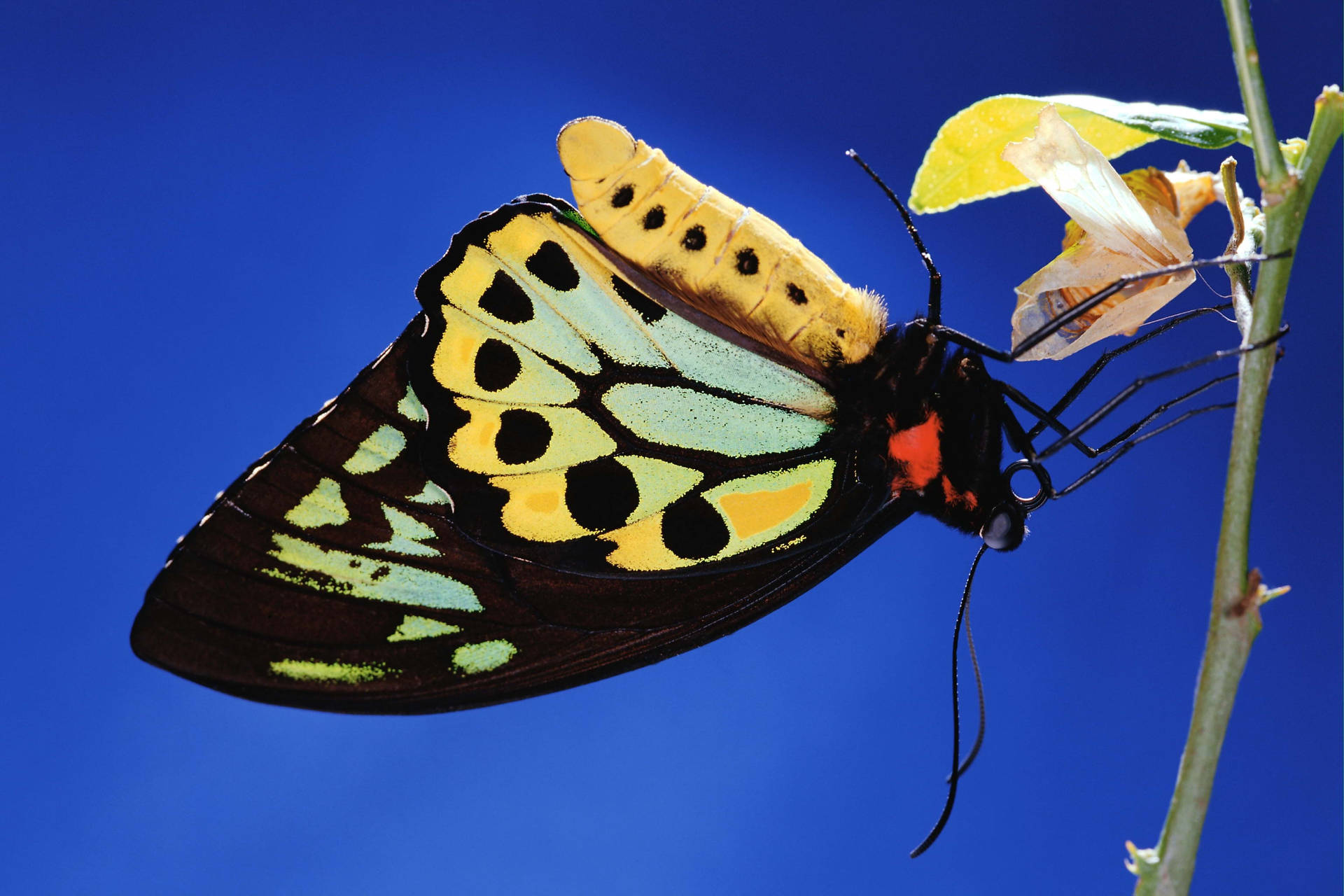 Black Yellow Butterfly Cocoon