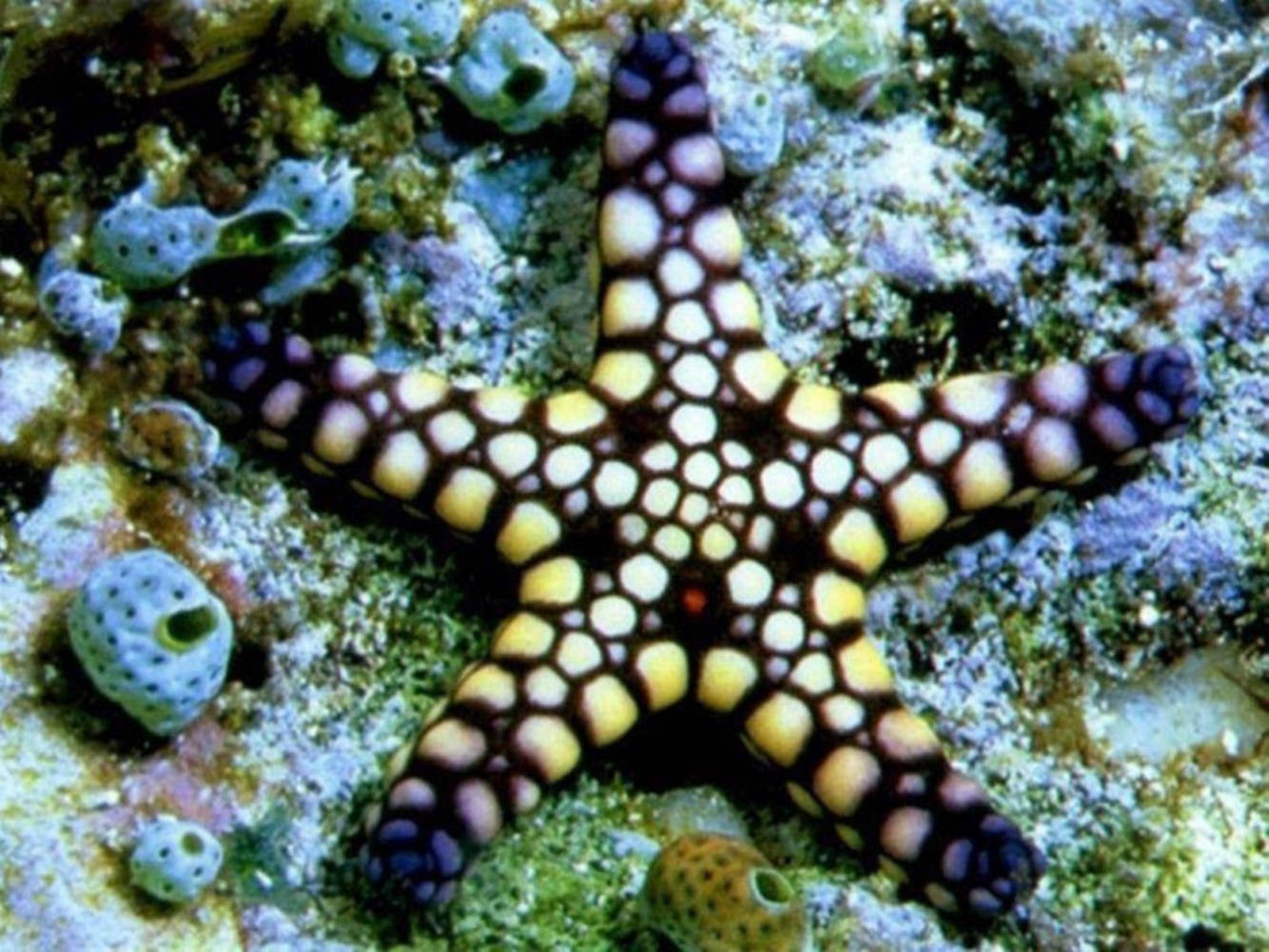 Black Yellow Starfish And Corals Background