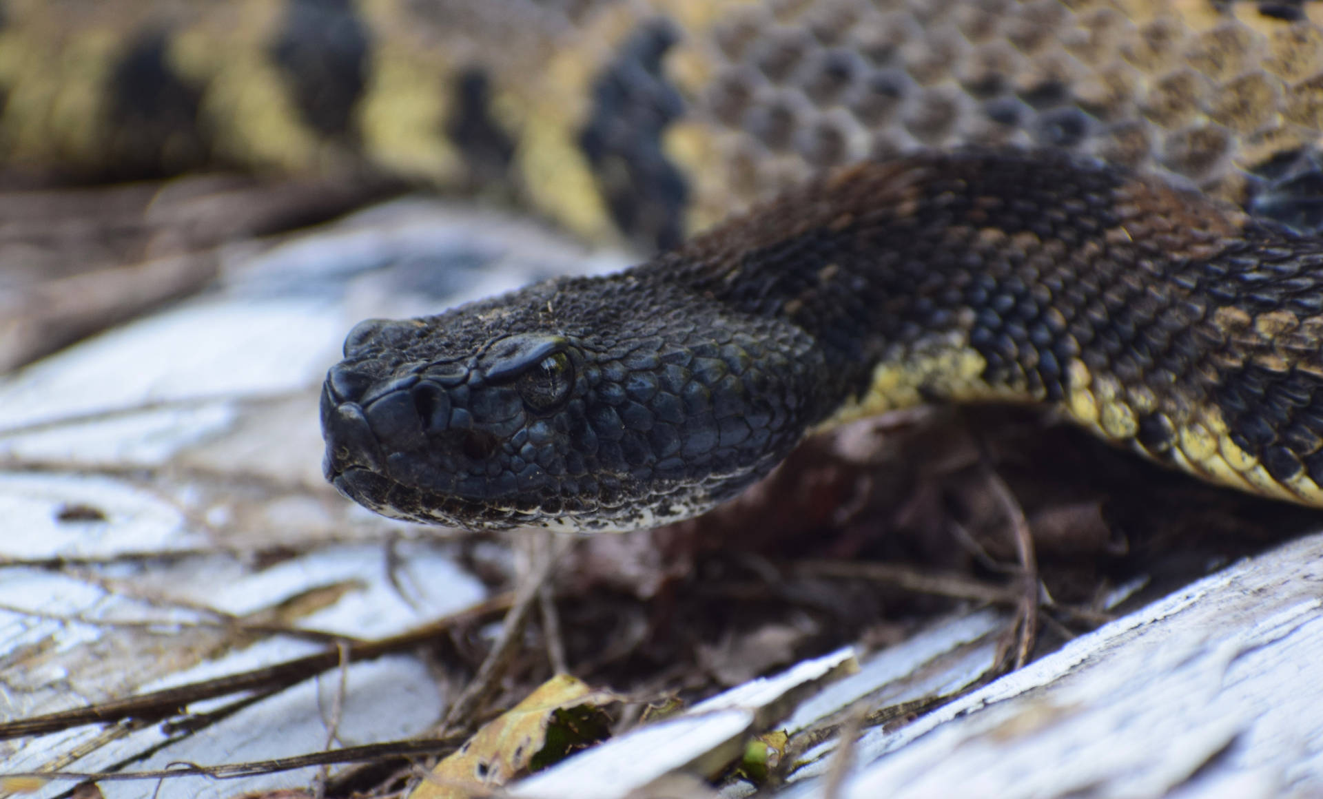 Black Yellow Timber Rattler Snake Background