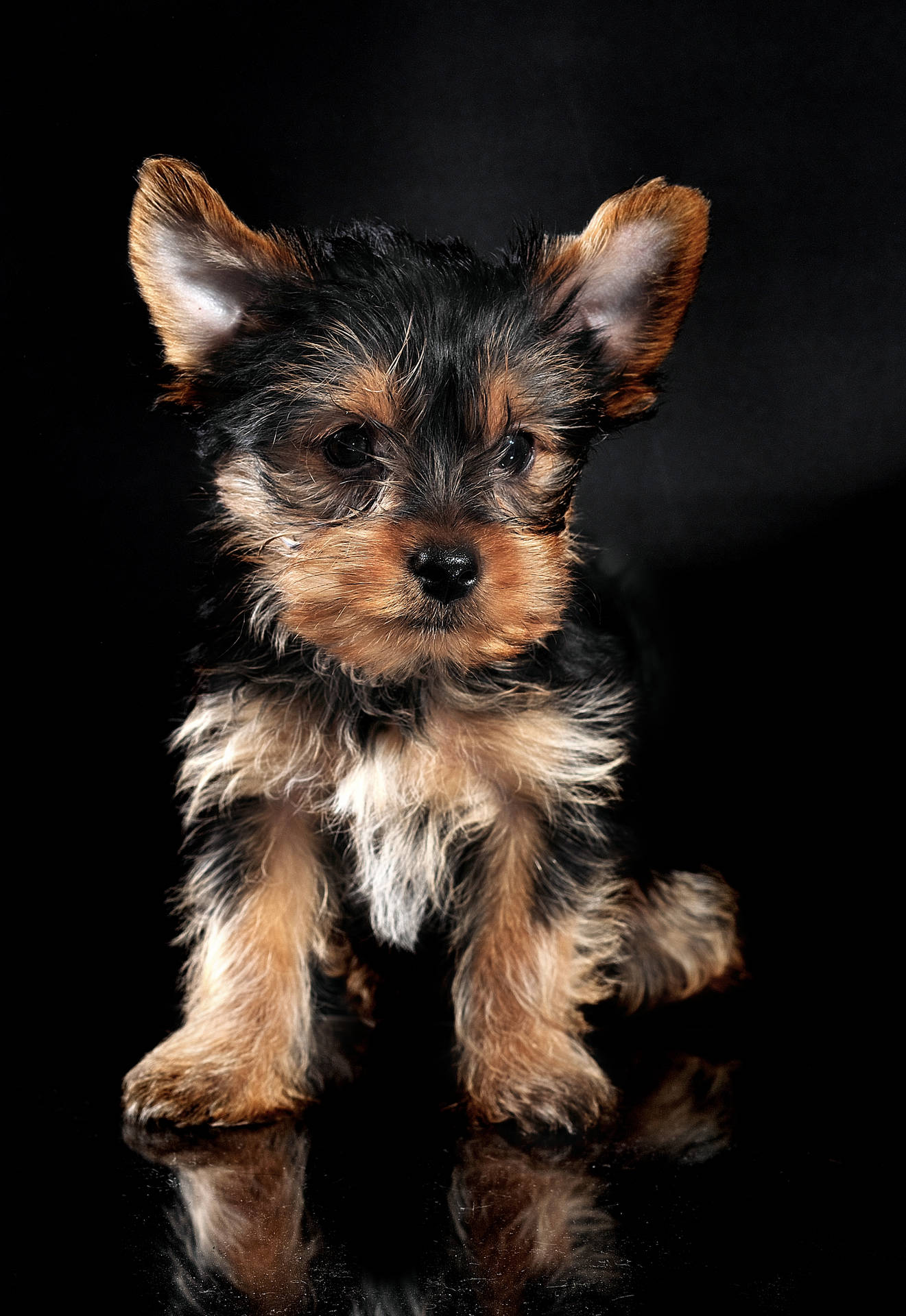 Black Yorkshire Terrier Puppy Background