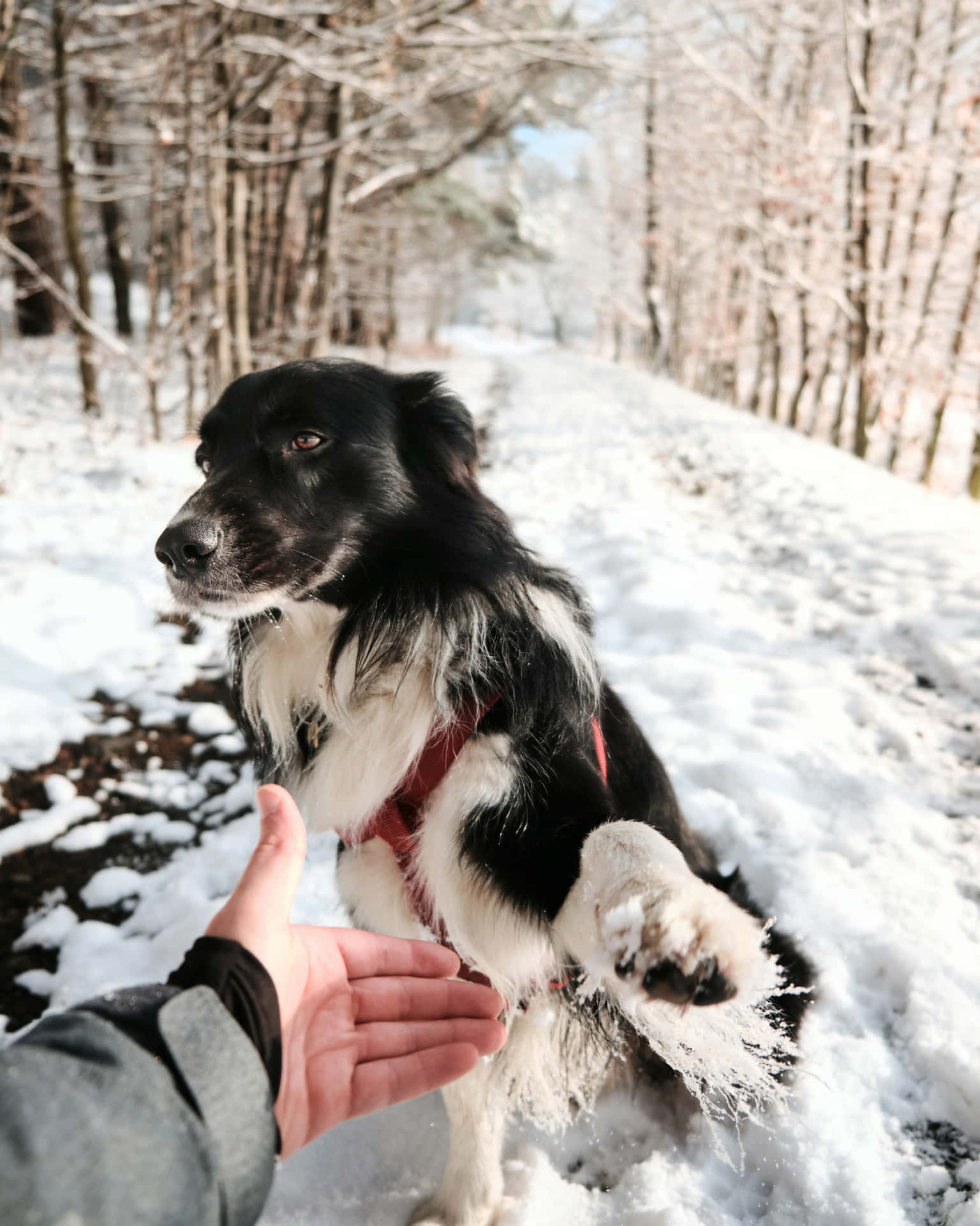 Blackand White Dog Giving Pawin Snow Background