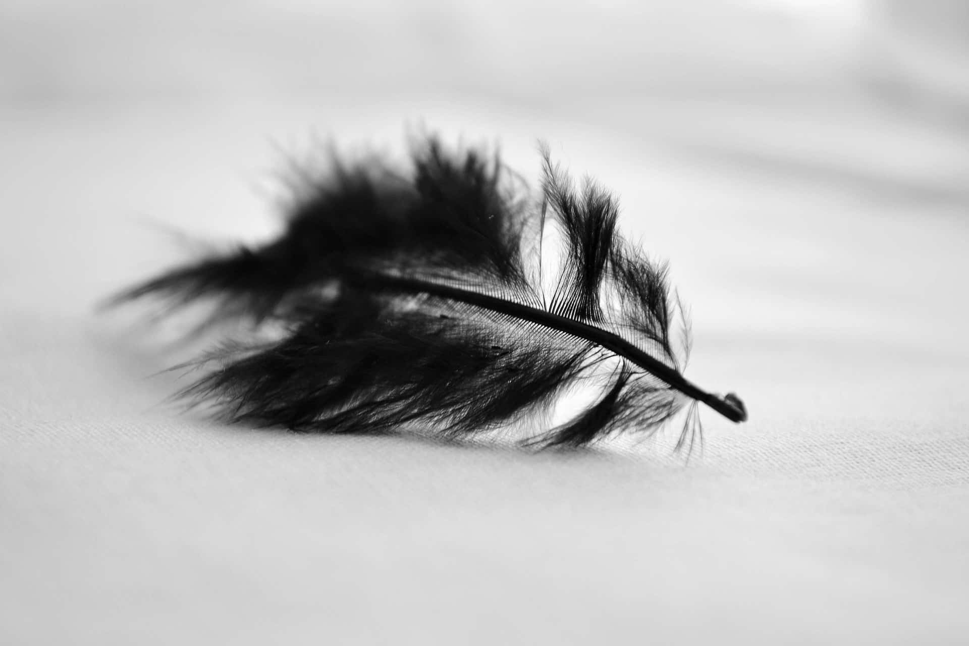 Blackand White Feather Closeup.jpg Background