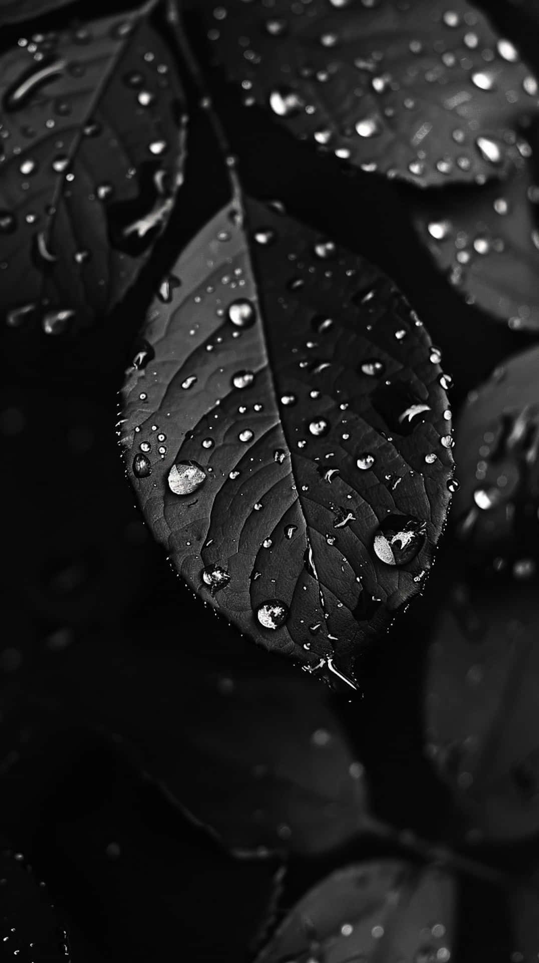 Blackand White Leaveswith Water Droplets Background