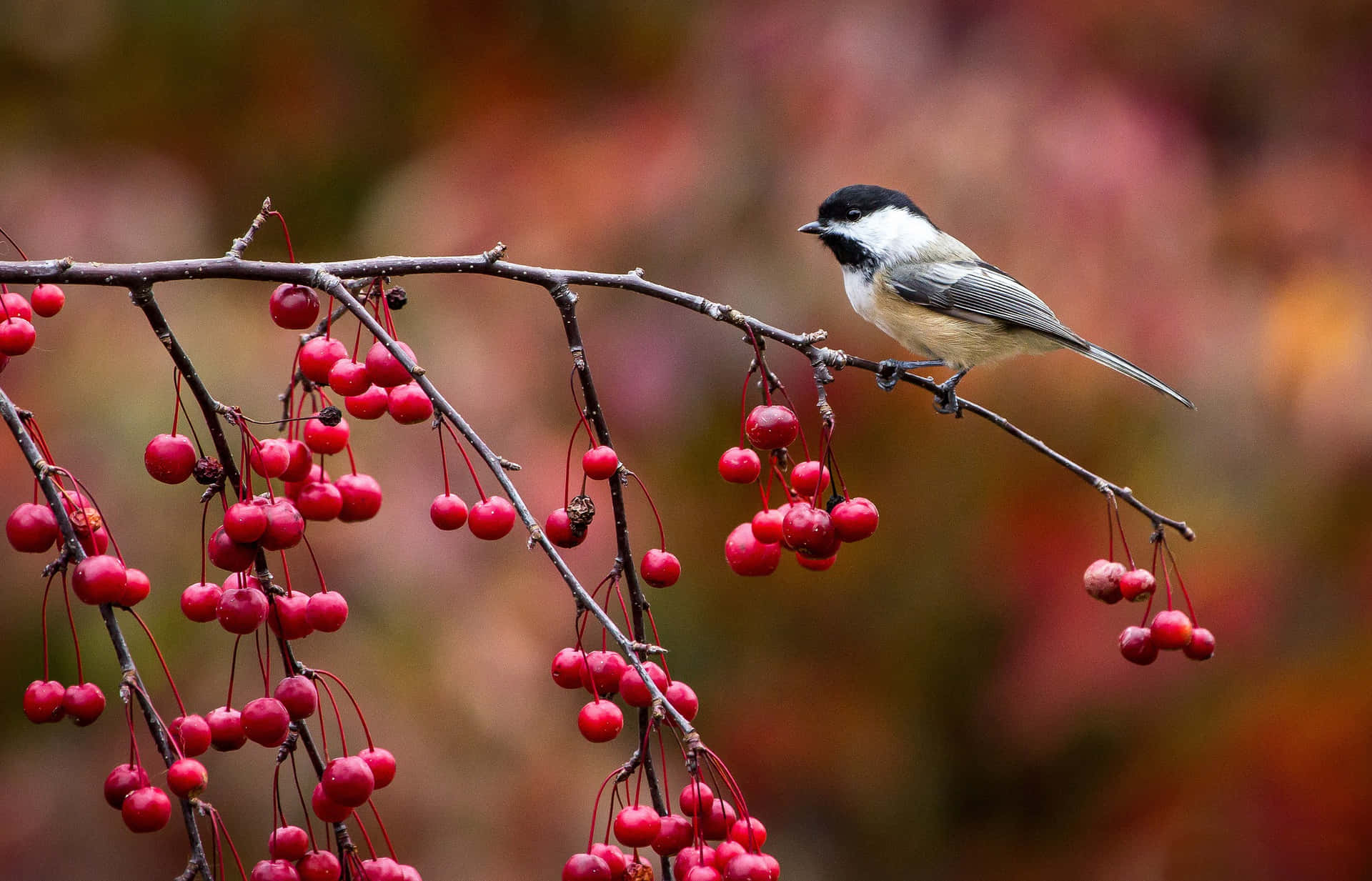 Blackcapped Titmouseon Berry Branch.jpg Background