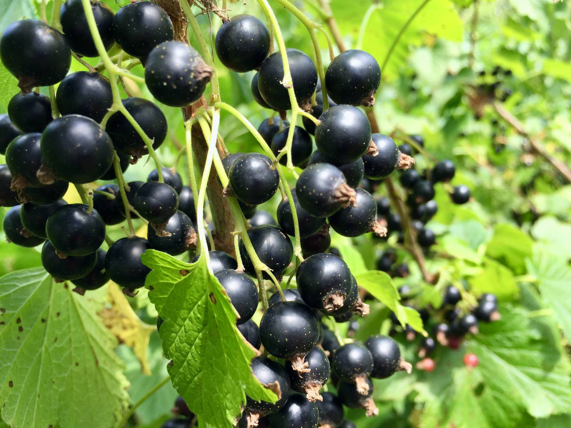 Blackcurrant Hanging On A Branch Background