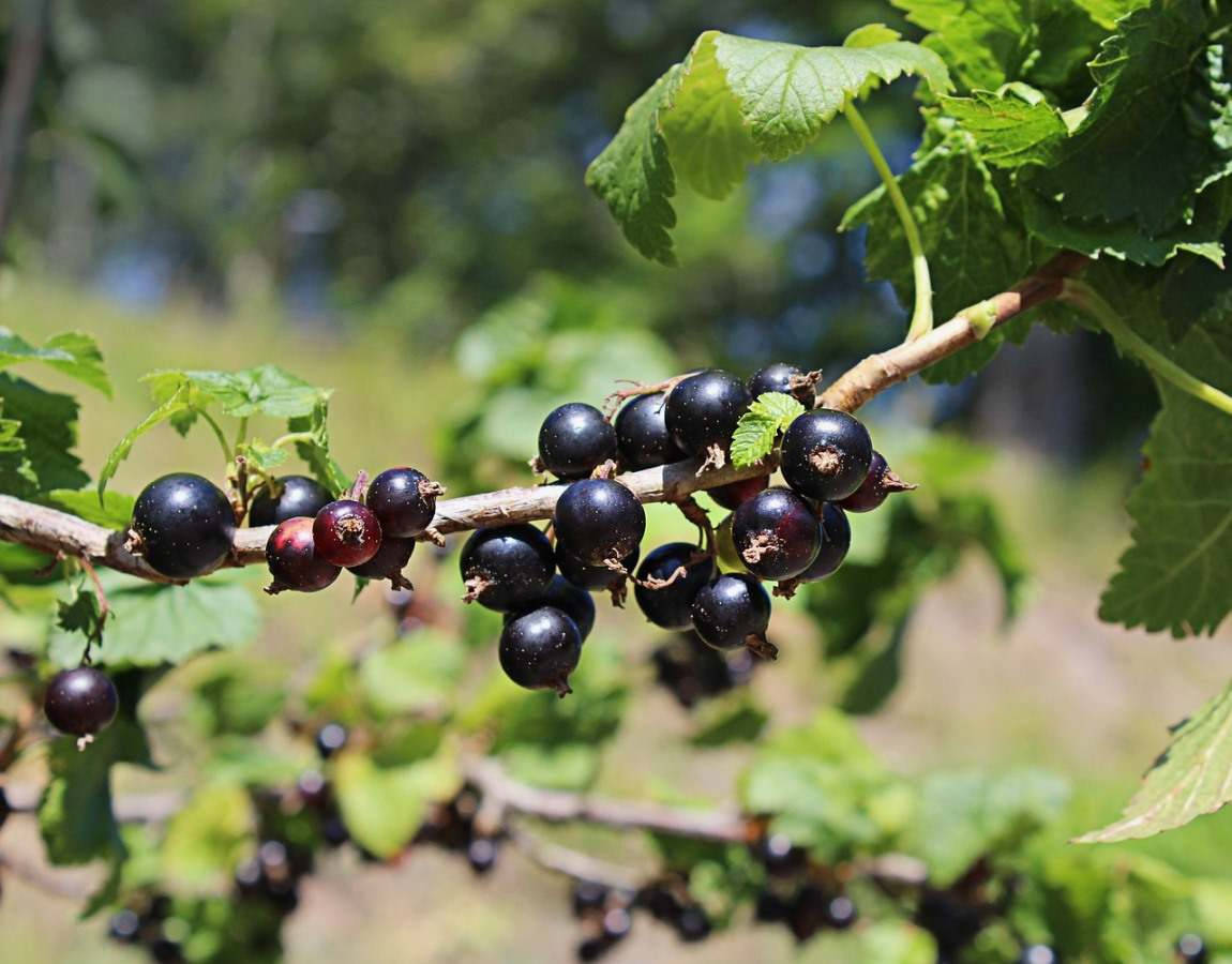 Blackcurrant In A Branch Background