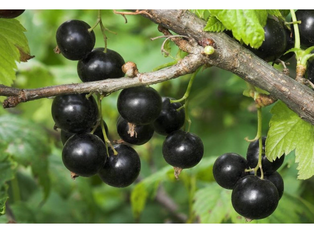 Blackcurrant In A Branch Background