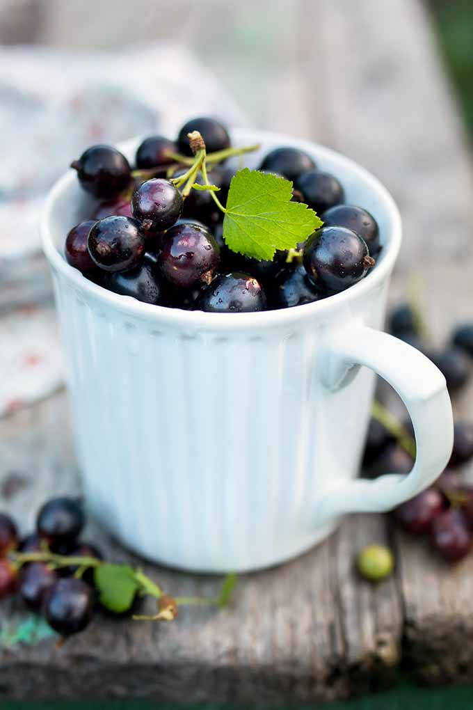 Blackcurrant In A Mug