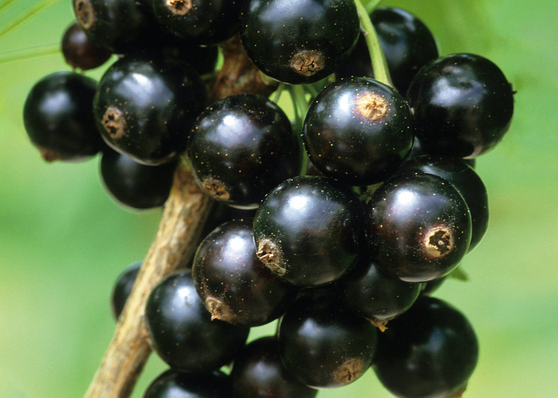 Blackcurrant In Close-up Background