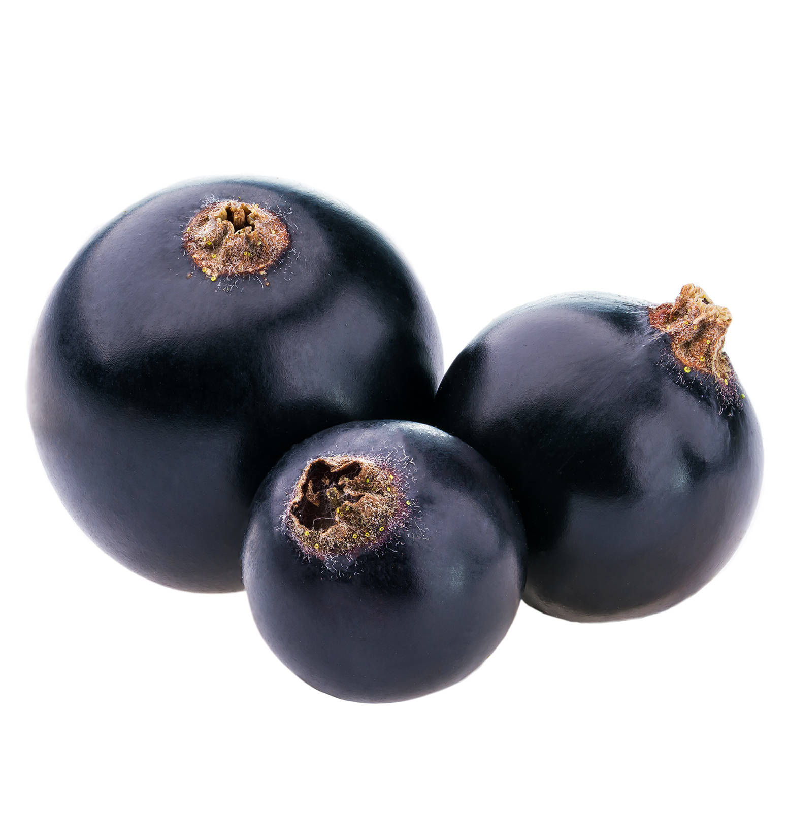 Blackcurrant In Different Size Background