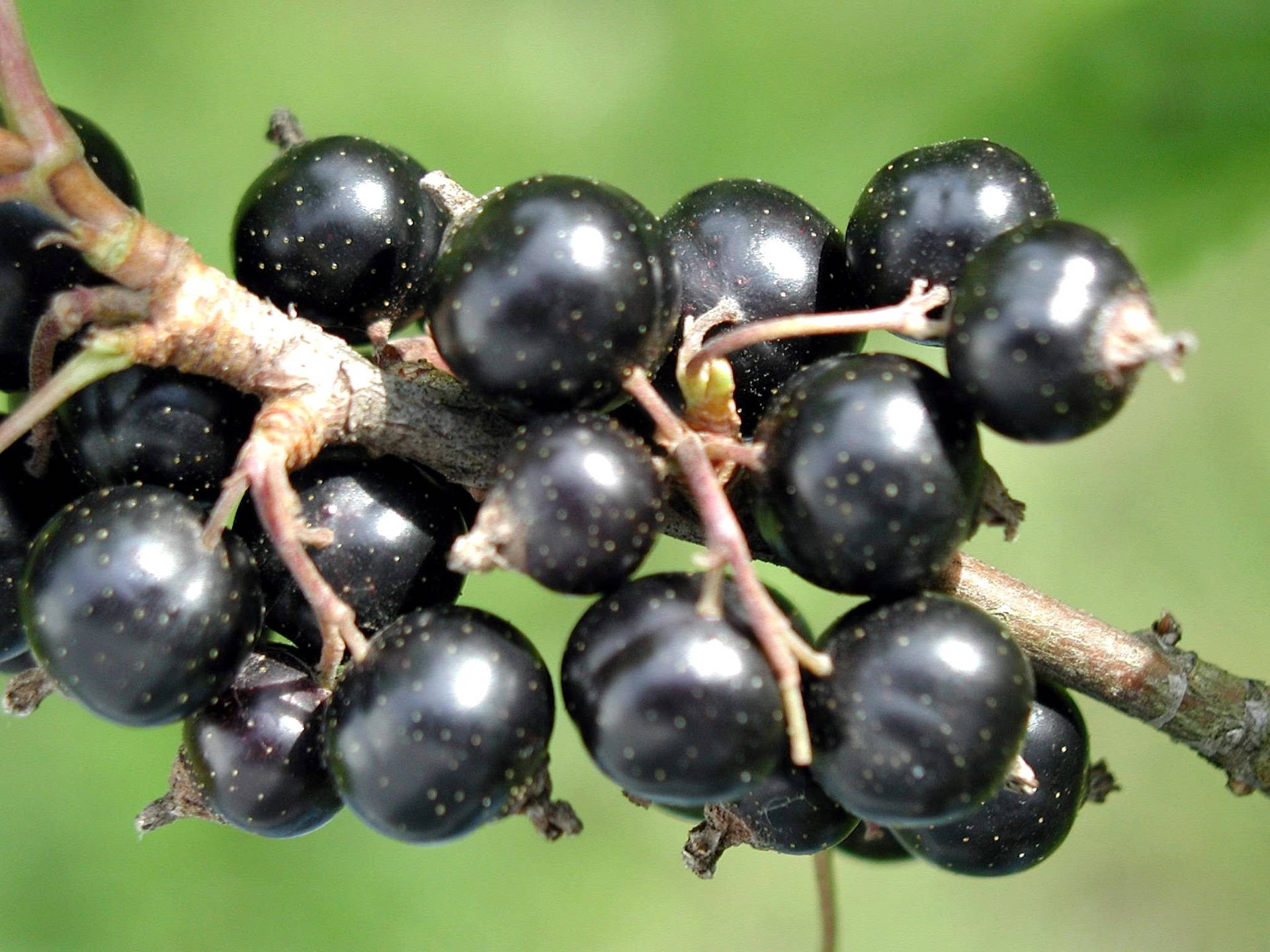 Blackcurrant In Near Angle